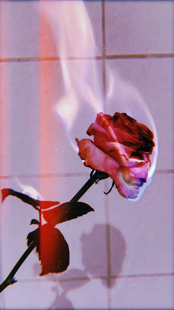 rose aesthetic phone 桌布 壁紙 — 一朵紅玫瑰在瓷磚牆前燃燒著火焰，投射出戲劇性的陰影和發光的色調。