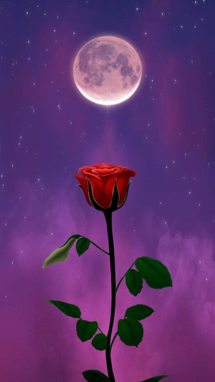 紫色玫瑰 桌布 壁紙 — 一朵紅玫瑰在繁星點點的紫色夜空下，於明亮的滿月下盛開。