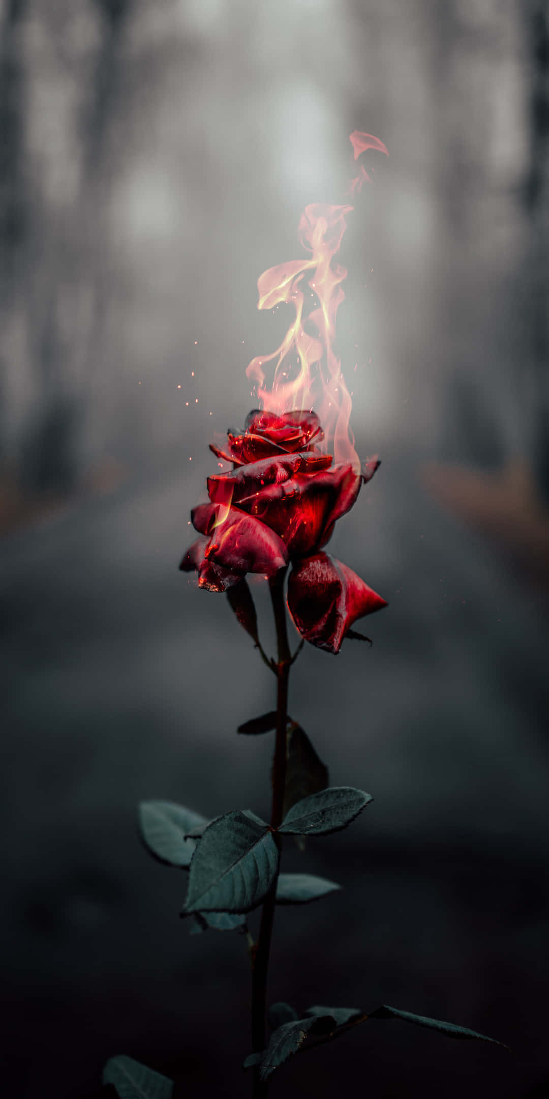 Pixel 3 Roses 桌布 壁紙 — 一朵紅玫瑰在迷霧森林背景下燃燒著空靈的火焰。