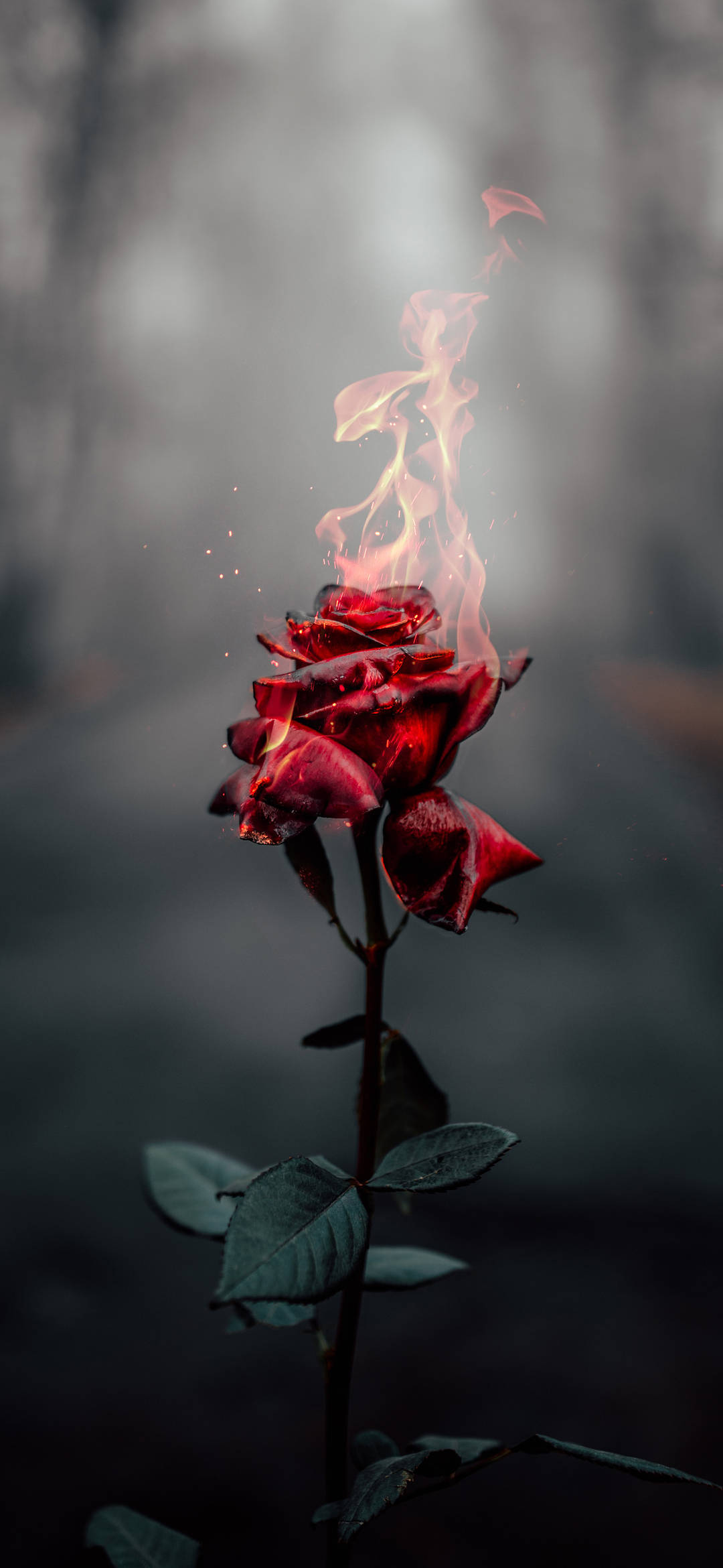 Aesthetic iPhone Xr 桌布 壁紙 — 一朵紅玫瑰在迷霧黑暗森林背景下溫柔地燃燒著火焰。