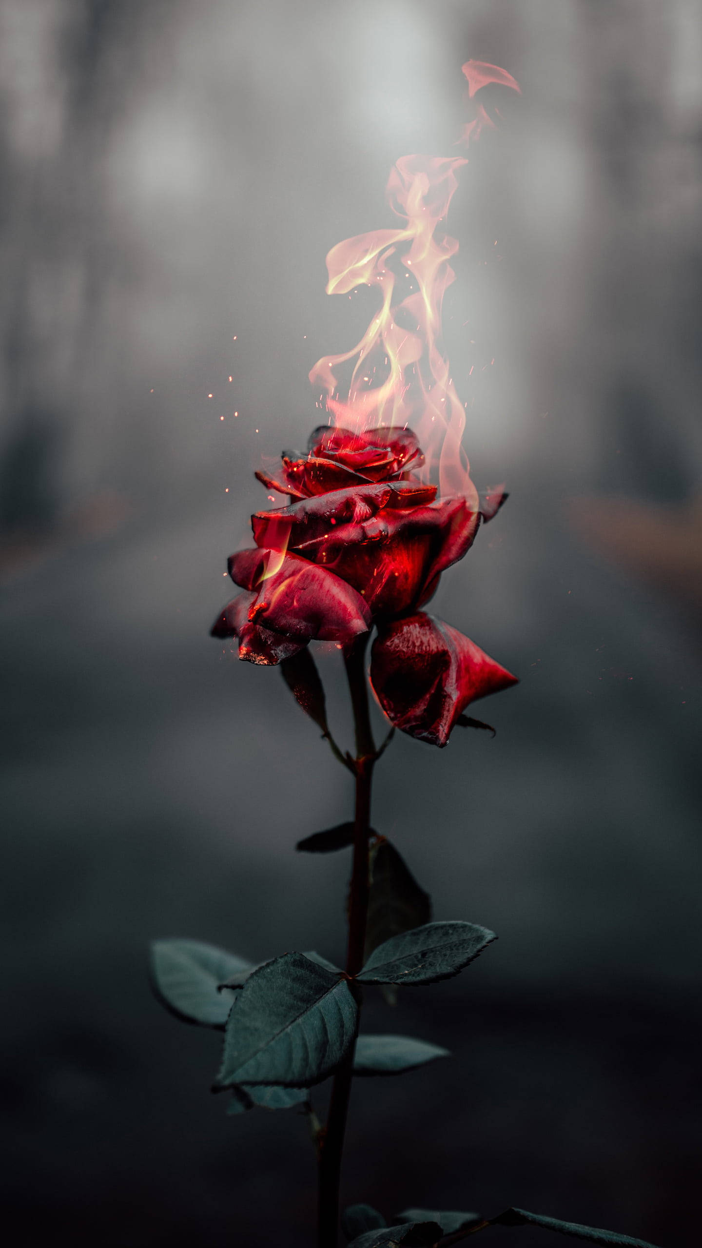 rose aesthetic phone 桌布 壁紙 — 一朵紅玫瑰在迷霧黑暗森林背景下燃燒著細膩的火焰。