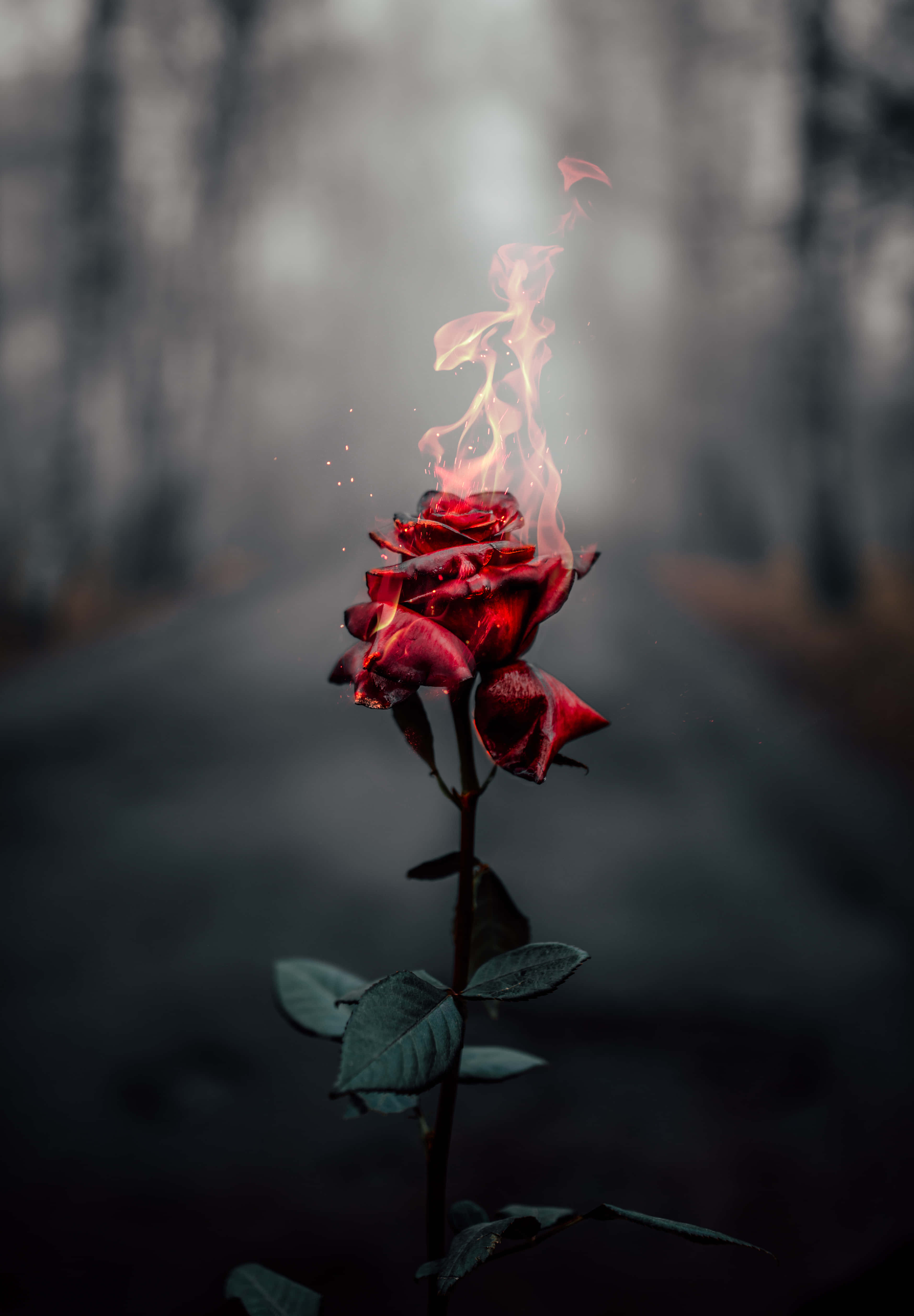 iPhone X Roses 桌布 壁紙 — 一朵紅玫瑰在霧氣瀰漫的森林道路上，帶著溫柔的火焰燃燒，花瓣在黑暗模糊的背景中閃耀。