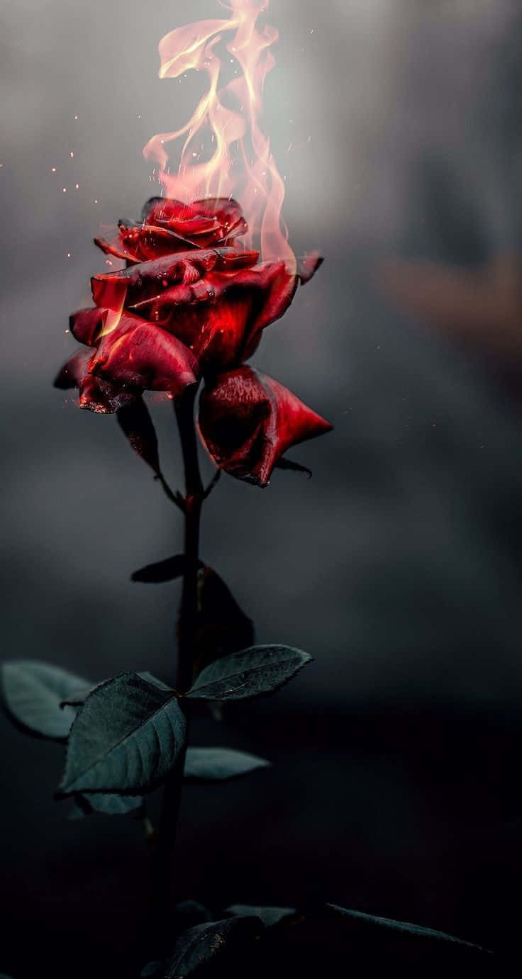 Cool Rose 桌布 壁紙 — 一朵紅玫瑰在黑暗煙霧背景中燃燒著虛幻的火焰。
