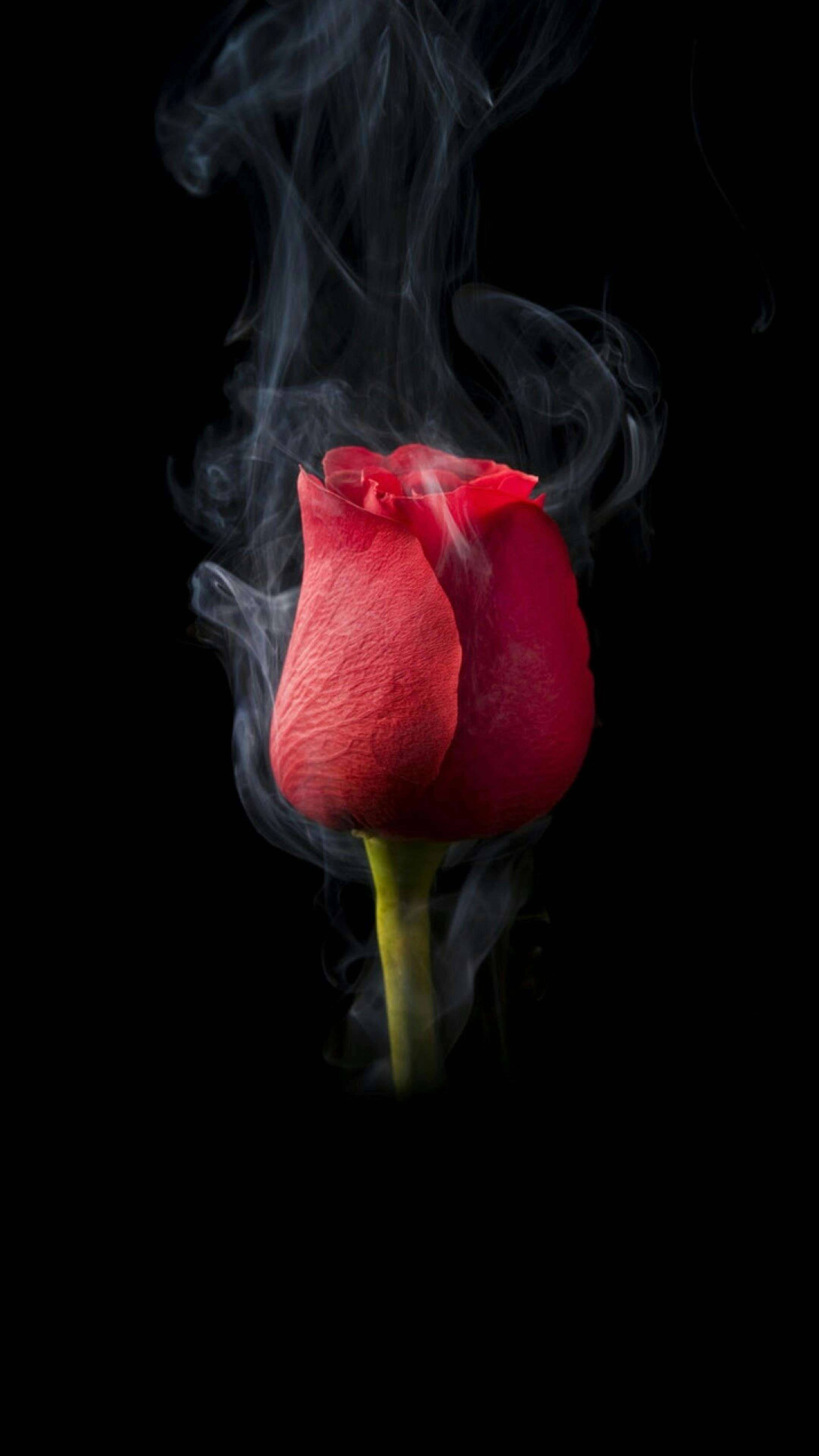 Rose Flower 桌布 壁紙 — 一朵紅玫瑰花蕾在純黑背景上散發出旋轉的煙霧。
