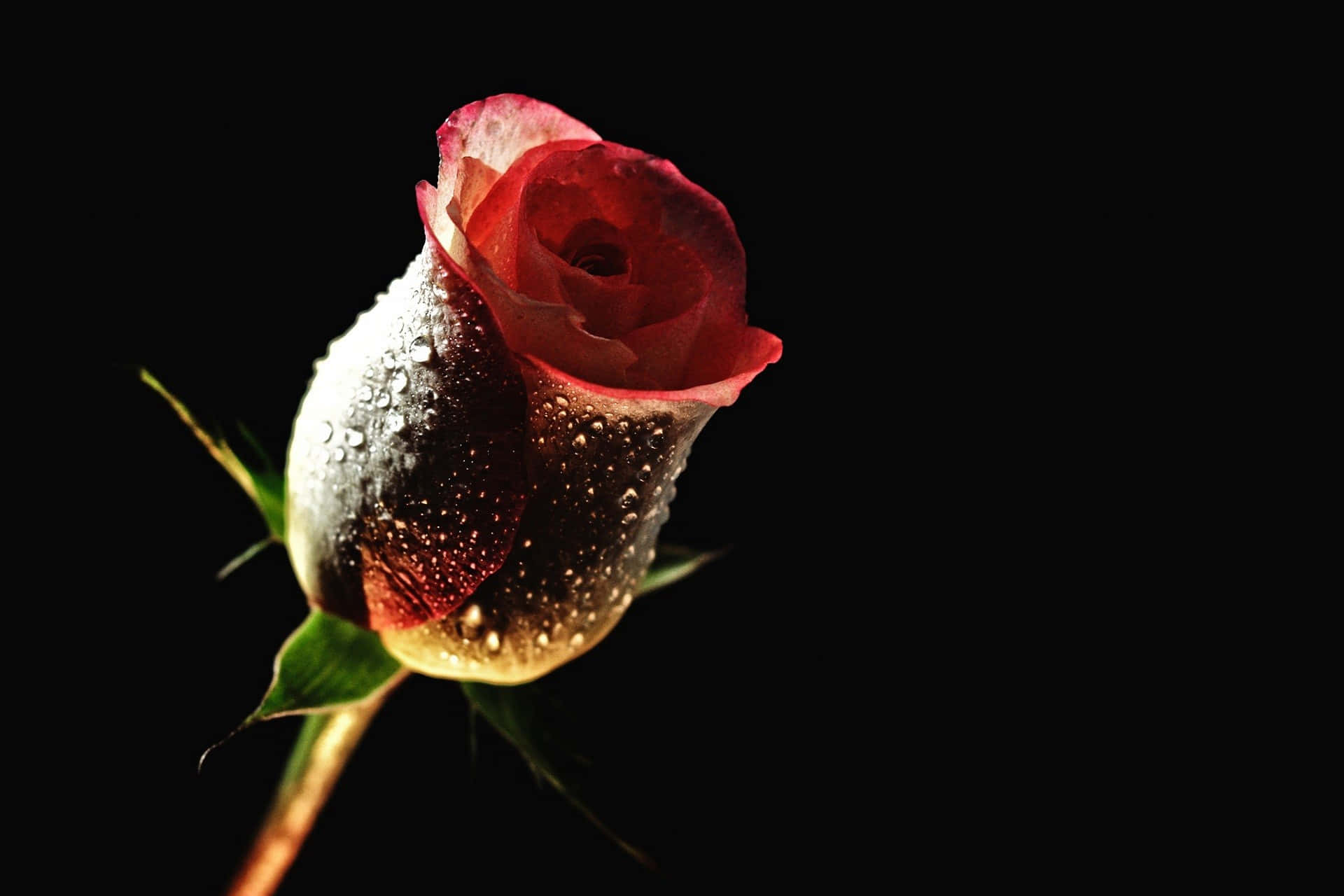 Beautiful Flower 桌布 壁紙 — 一朵紅玫瑰蓓蕾在純黑背景上閃爍著露珠，被柔和的方向光照射。