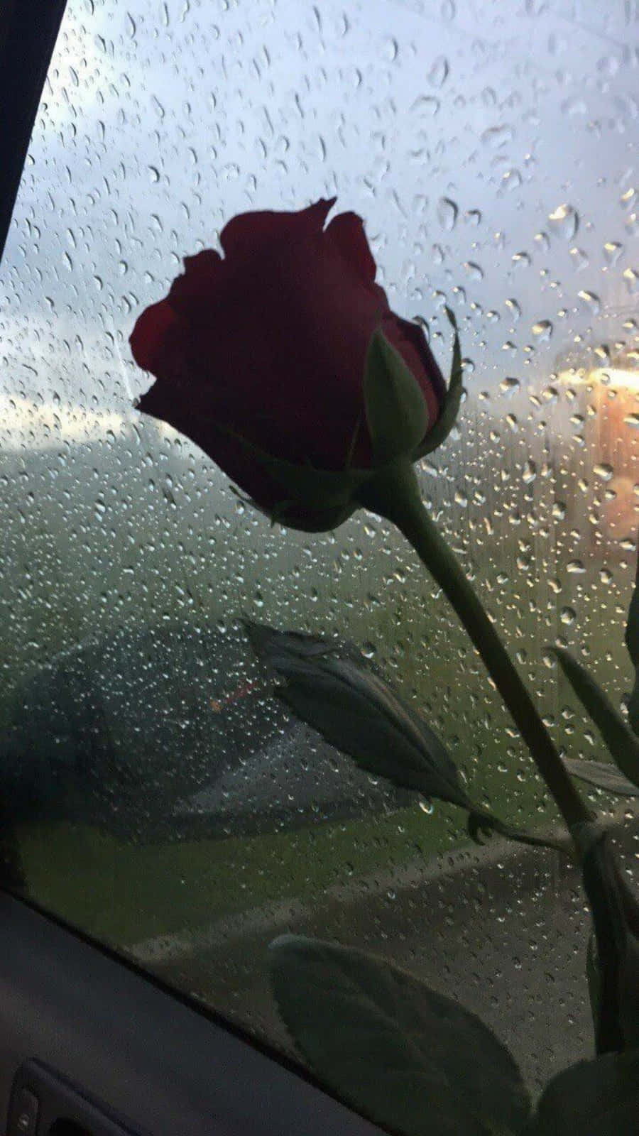 Red Rose 桌布 壁紙 — 一朵紅玫瑰靠在沾滿雨滴的車窗上，後面是模糊的戶外景色。