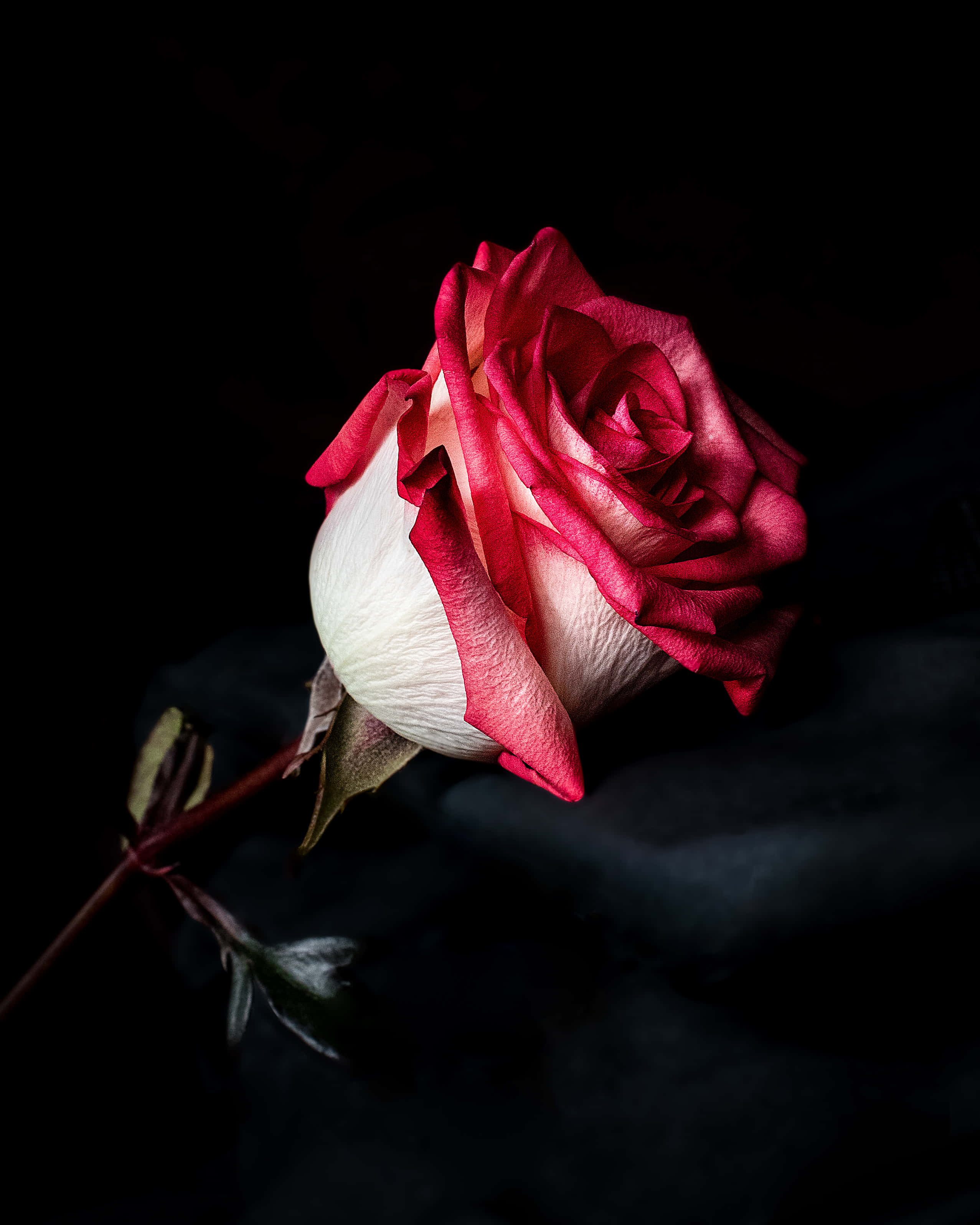 Roses 桌布 壁紙 — 一朵紅白相間的玫瑰，花瓣細緻，在深邃的黑色背景下，被柔和的方向性光線照亮。