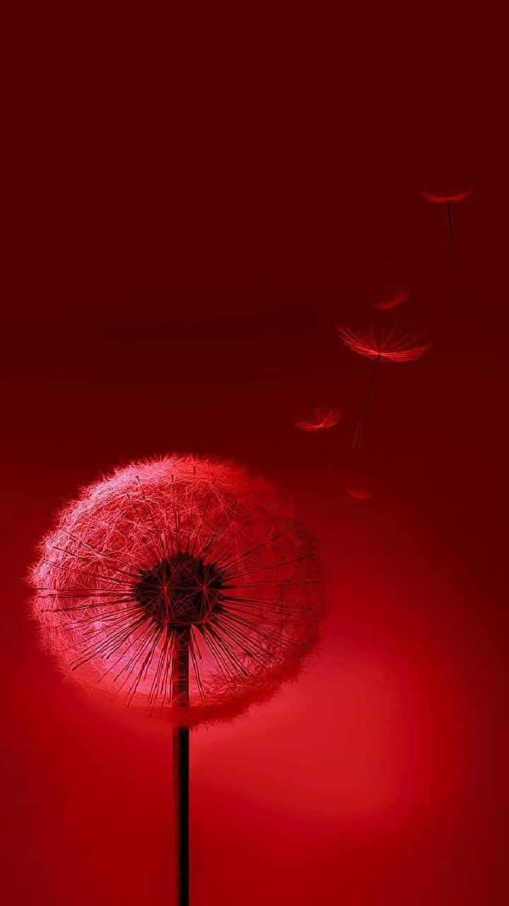 720x1280 桌布 壁紙 — 一朵紅色蒲公英，種子在深紅色的背景上飄散。