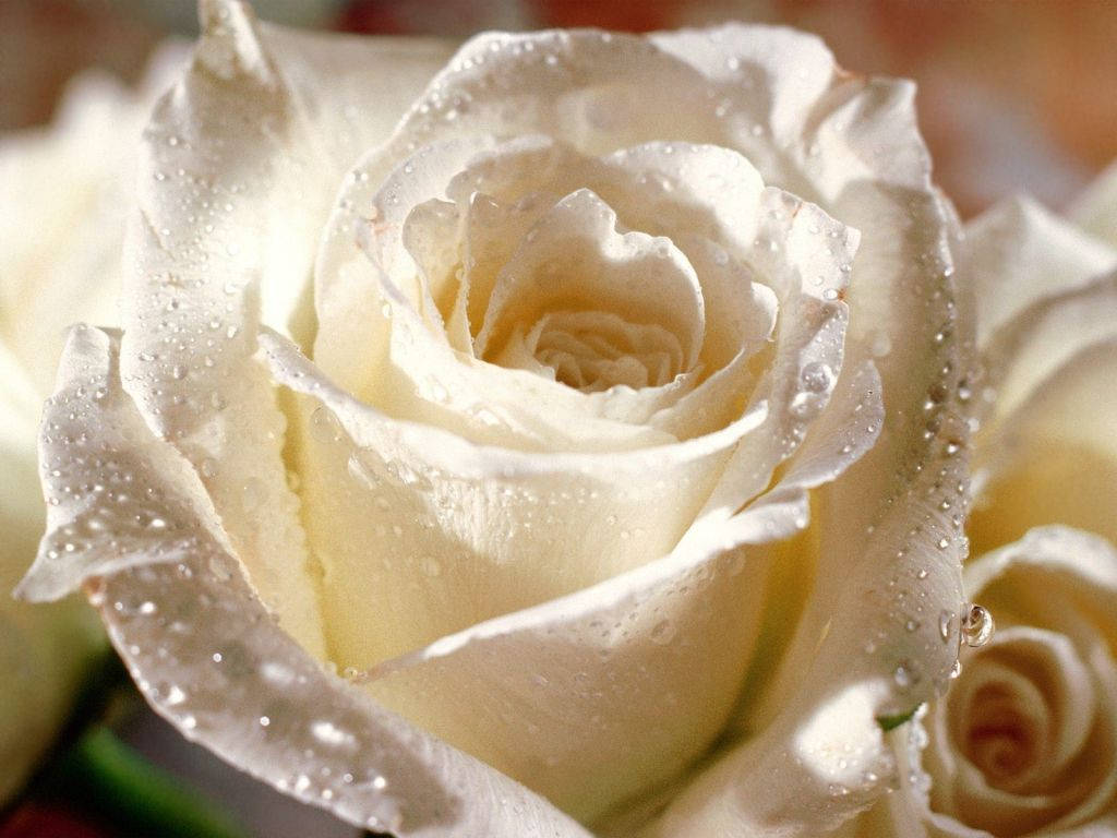 Rose Flower 桌布 壁紙 — 一朵純淨白玫瑰的特寫，在柔和的模糊背景上閃爍著露珠。