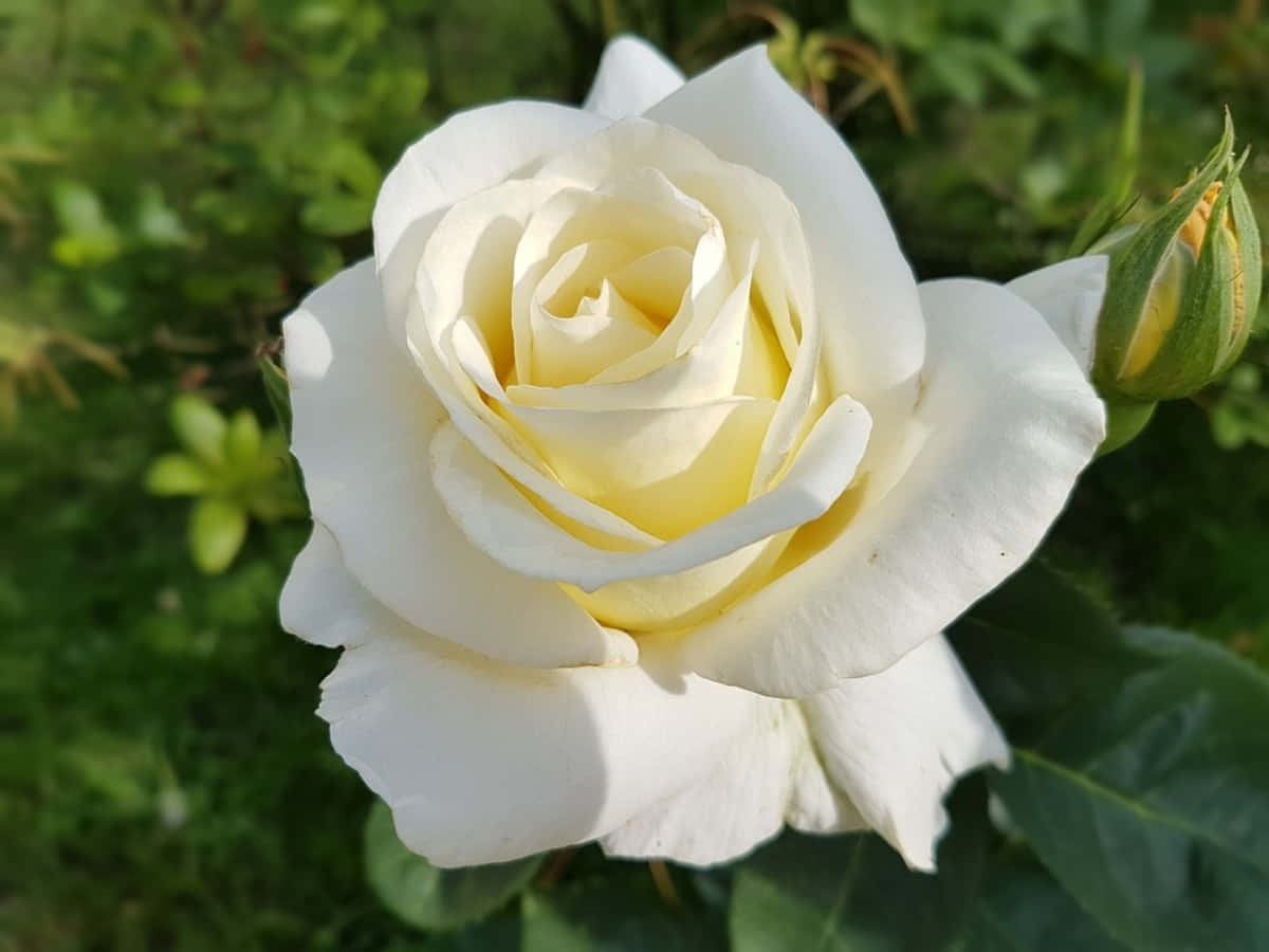 Roses 桌布 壁紙 — 一朵純淨白玫瑰的特寫，帶有柔軟的黃色花心，在茂密的綠葉中盛開。