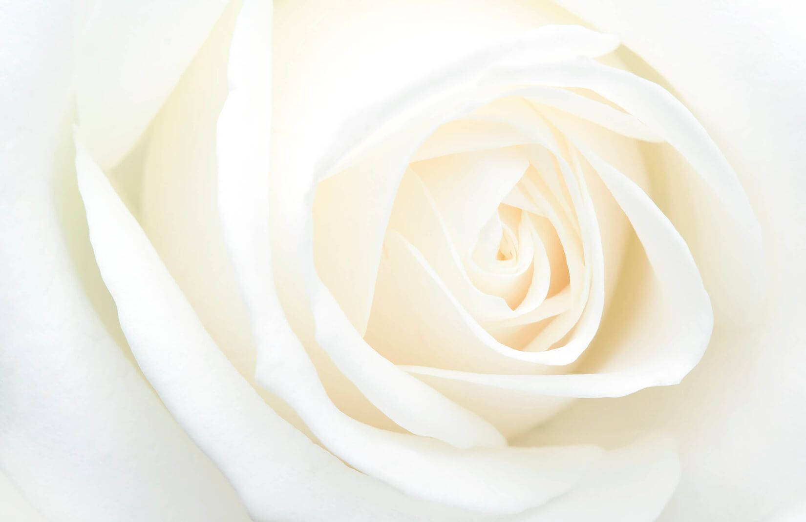 Rose Flower 桌布 壁紙 — 一朵純淨白玫瑰的特寫，柔軟的花瓣以溫和的曲線向內盤旋。