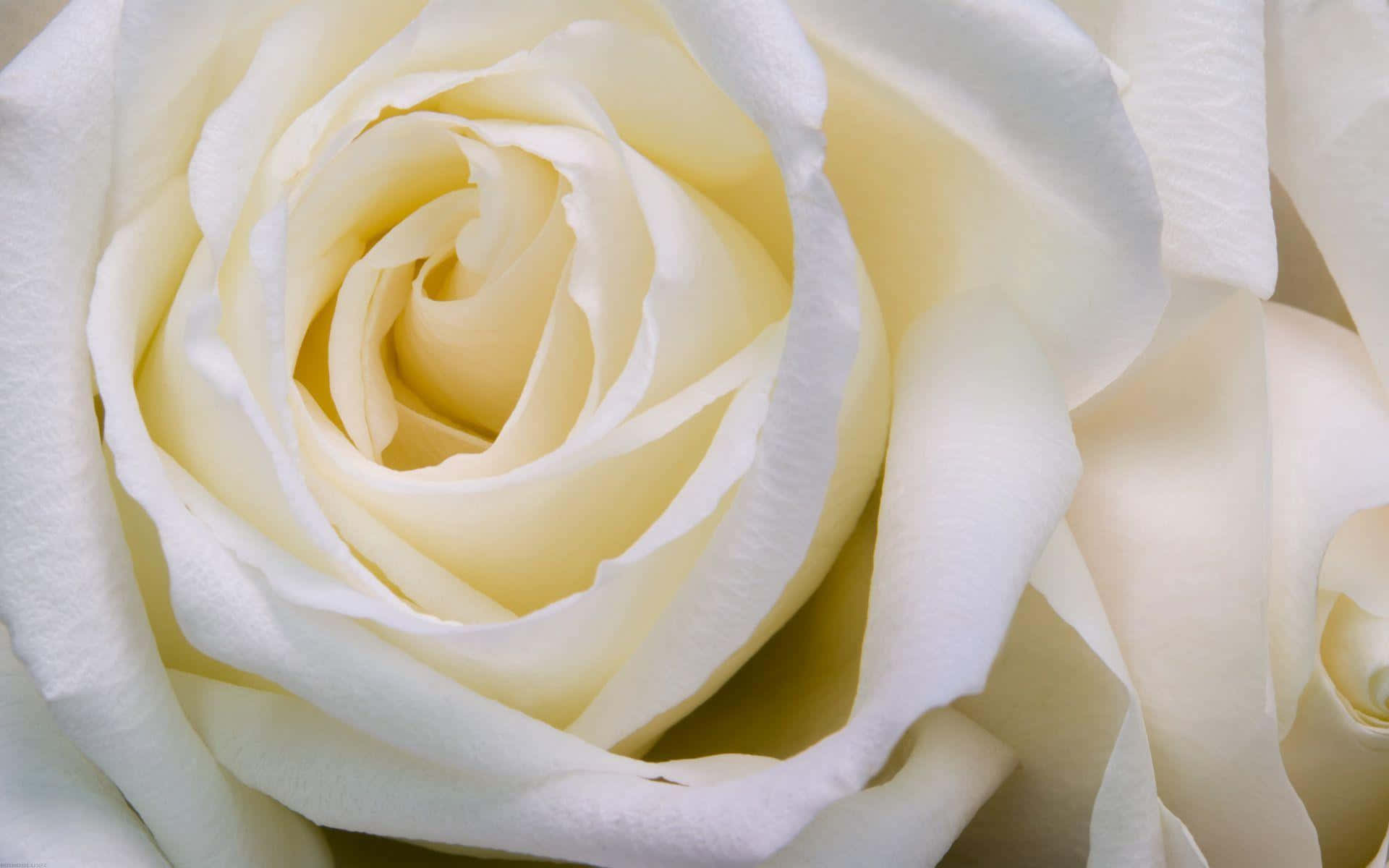 White Rose 桌布 壁紙 — 一朵純淨白玫瑰的特寫，細膩花瓣以奶油色和淡黃色的柔和漸層展開。