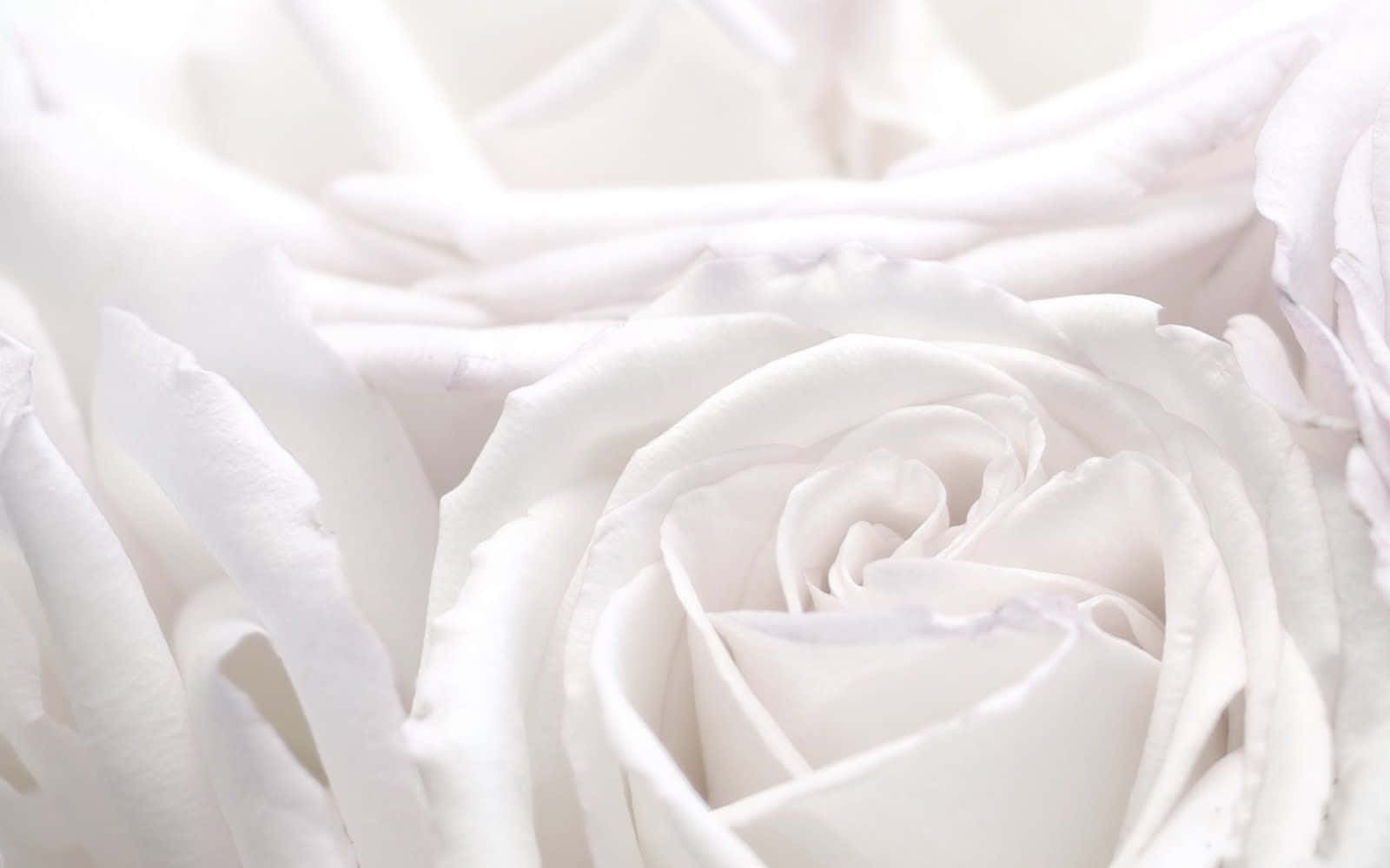 White Rose 桌布 壁紙 — 一朵純淨白玫瑰的特寫，花瓣細膩，背景柔和模糊。