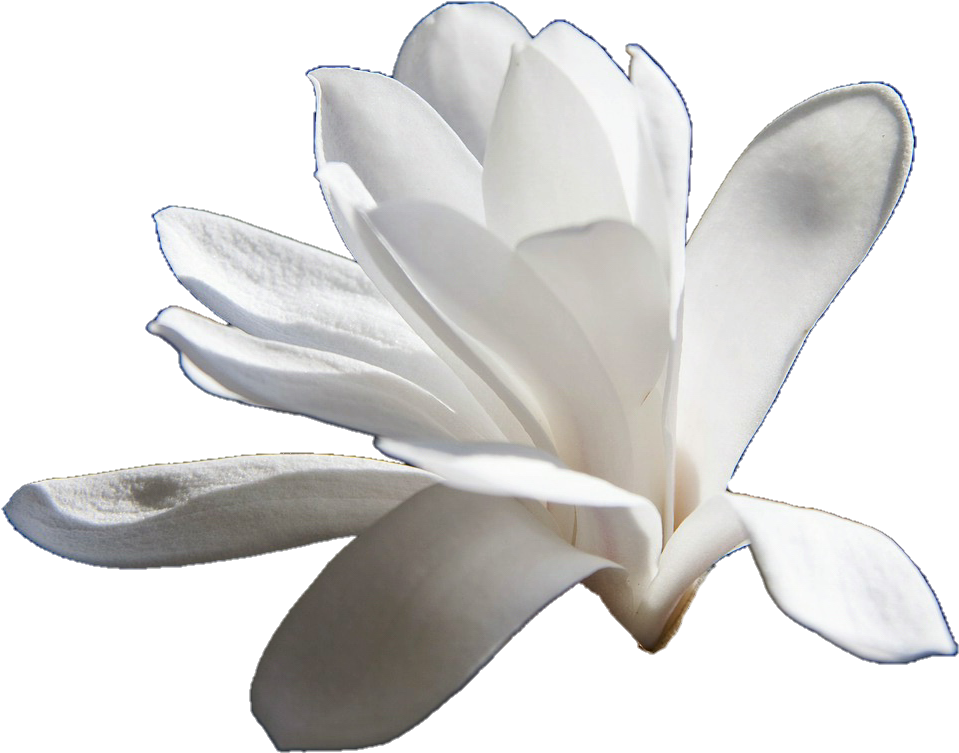 Magnolia 桌布 壁紙 — 一朵純淨的白木蘭花，花瓣細膩，在純黑背景下綻放。