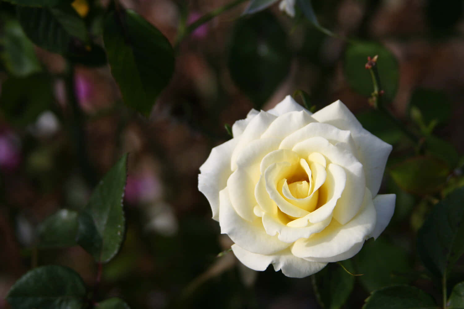 Roses 桌布 壁紙 — 一朵純淨的白玫瑰，帶有柔軟的黃色花心，在溫暖的陽光下盛開於茂密的綠葉之中。