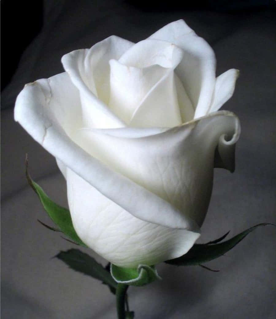 Roses 桌布 壁紙 — 一朵純淨的白玫瑰，帶有精緻的花瓣和綠葉，靠在柔和的灰色背景上。