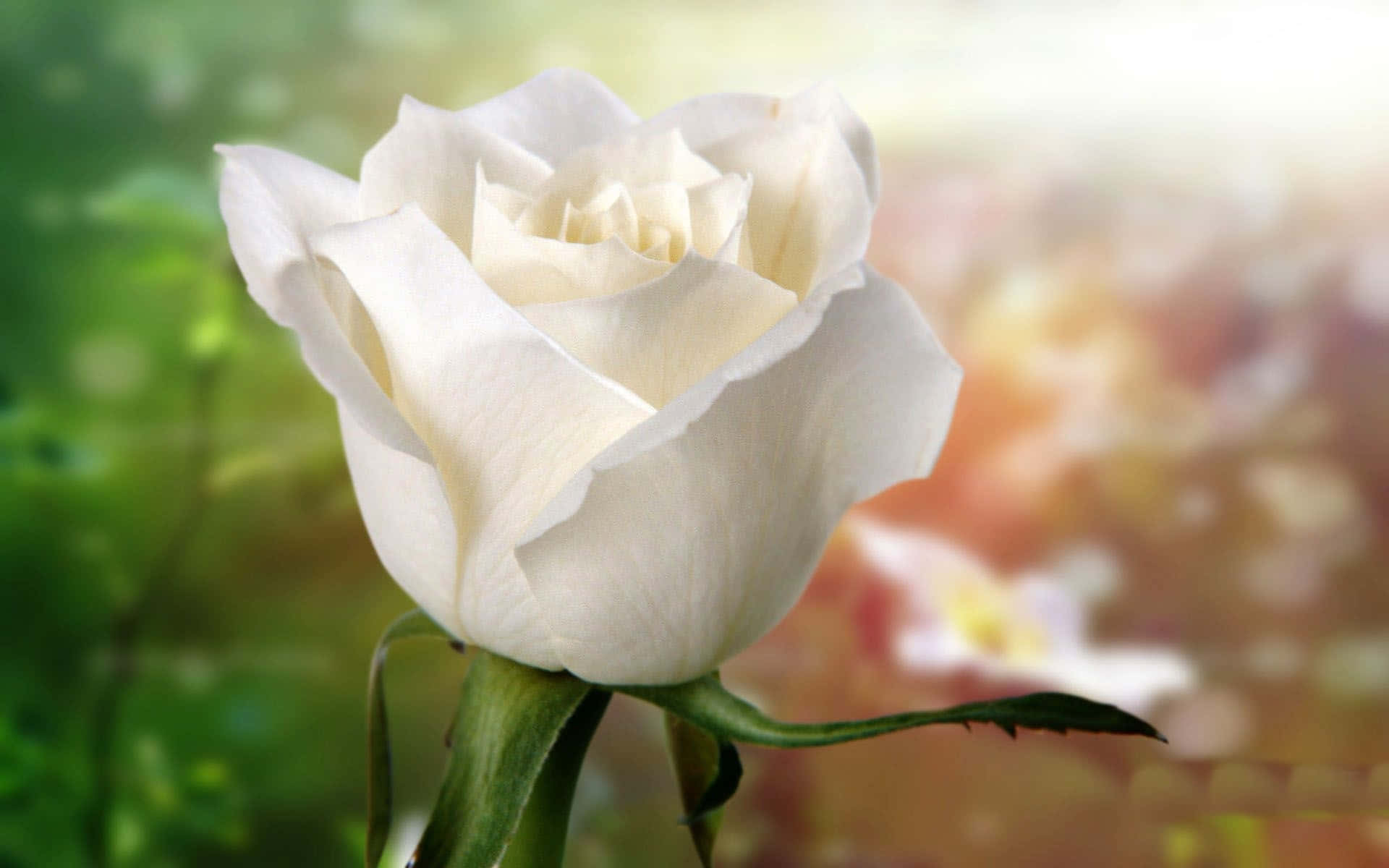 White Rose 桌布 壁紙 — 一朵純淨的白玫瑰在夢幻般模糊的花園背景下，伴隨著溫暖的金色光芒，柔美綻放。