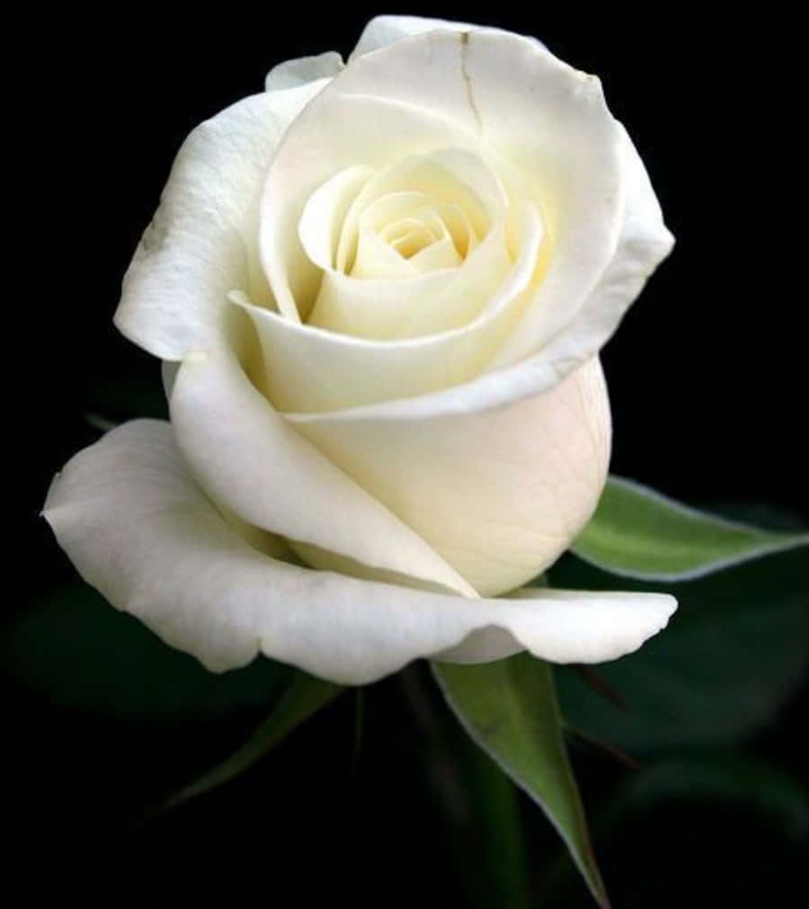 Roses 桌布 壁紙 — 一朵純淨的白玫瑰在純黑背景上盛開，伴隨著柔軟的綠葉。