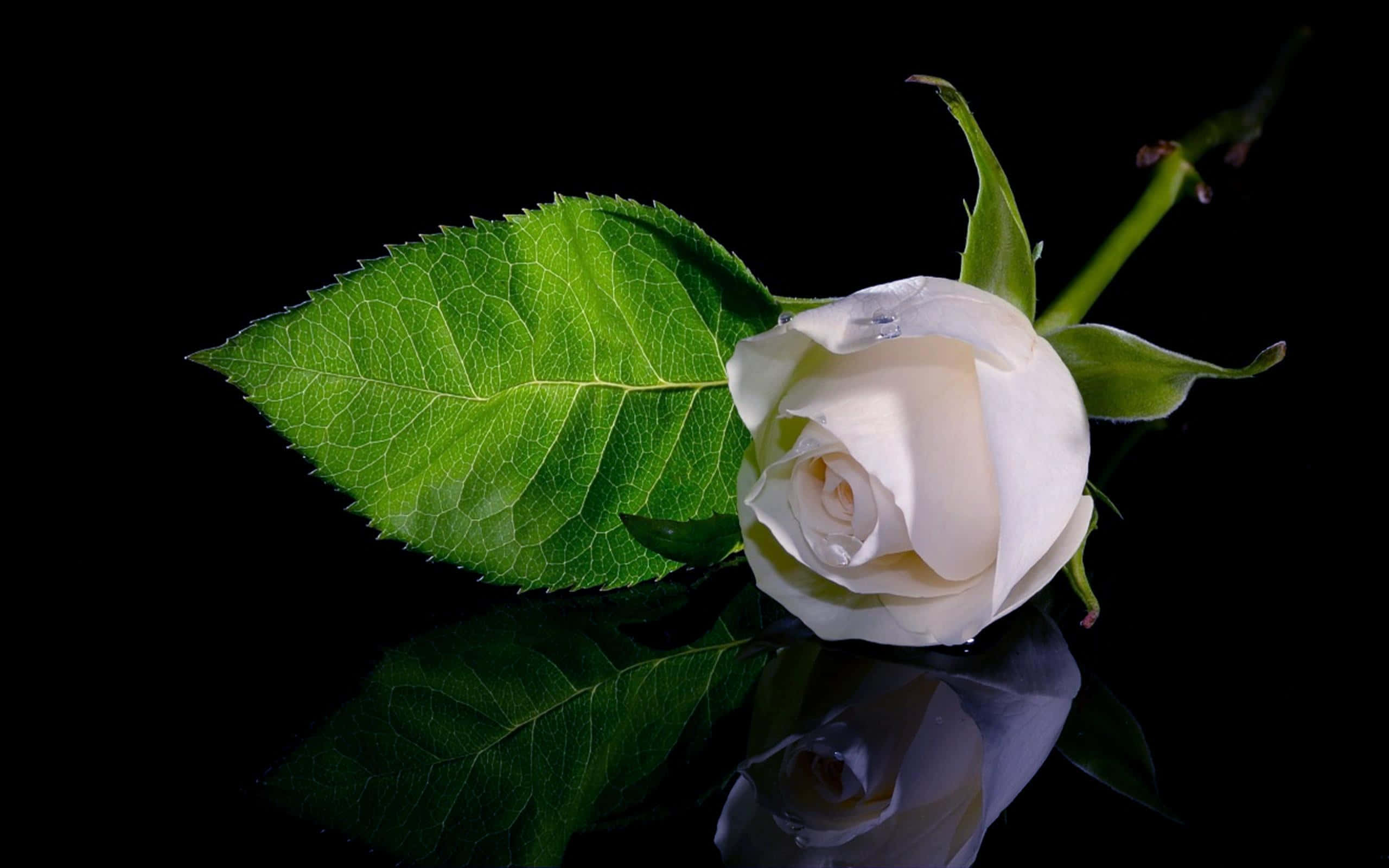 Roses 桌布 壁紙 — 一朵純淨的白玫瑰帶著露珠，旁邊是一片鮮綠的葉子，放在光亮的黑色表面上，形成完美的倒影。