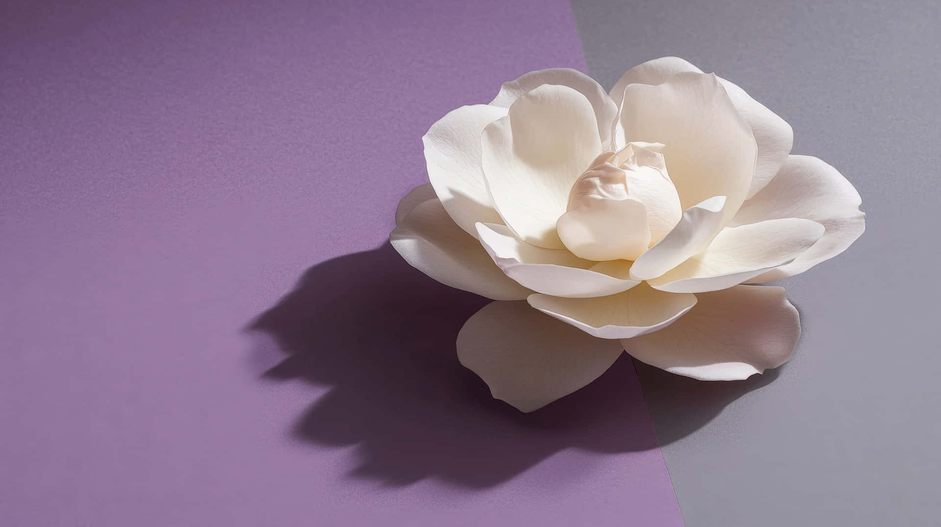A delicate white magnolia flower placed on a two-tone purple and gray background 壁紙 — 一朵純淨的白玫瑰放在分裂的紫色和灰色表面上，投下清晰的陰影。
