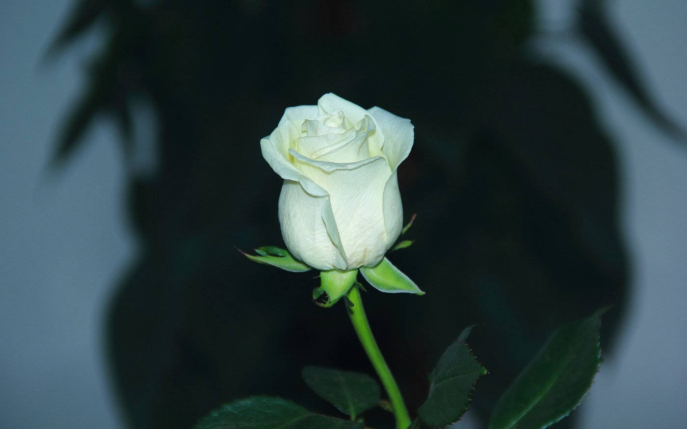 White Flower 桌布 壁紙 — 一朵純淨的白玫瑰花蕾，帶有綠色莖葉，在黑暗模糊的背景中以柔和焦點呈現。