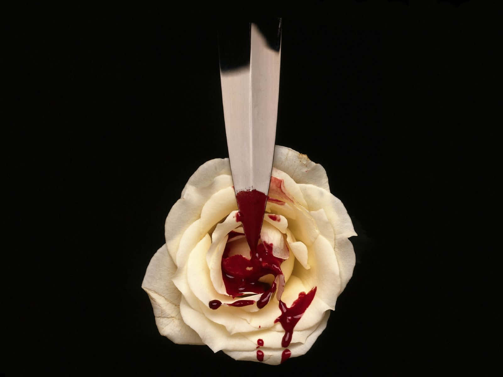 Blood Aesthetic 桌布 壁紙 — 一朵純淨的白玫瑰被一把銀刀刺穿，鮮紅的液體沿著花瓣滴落，背景為黑色。