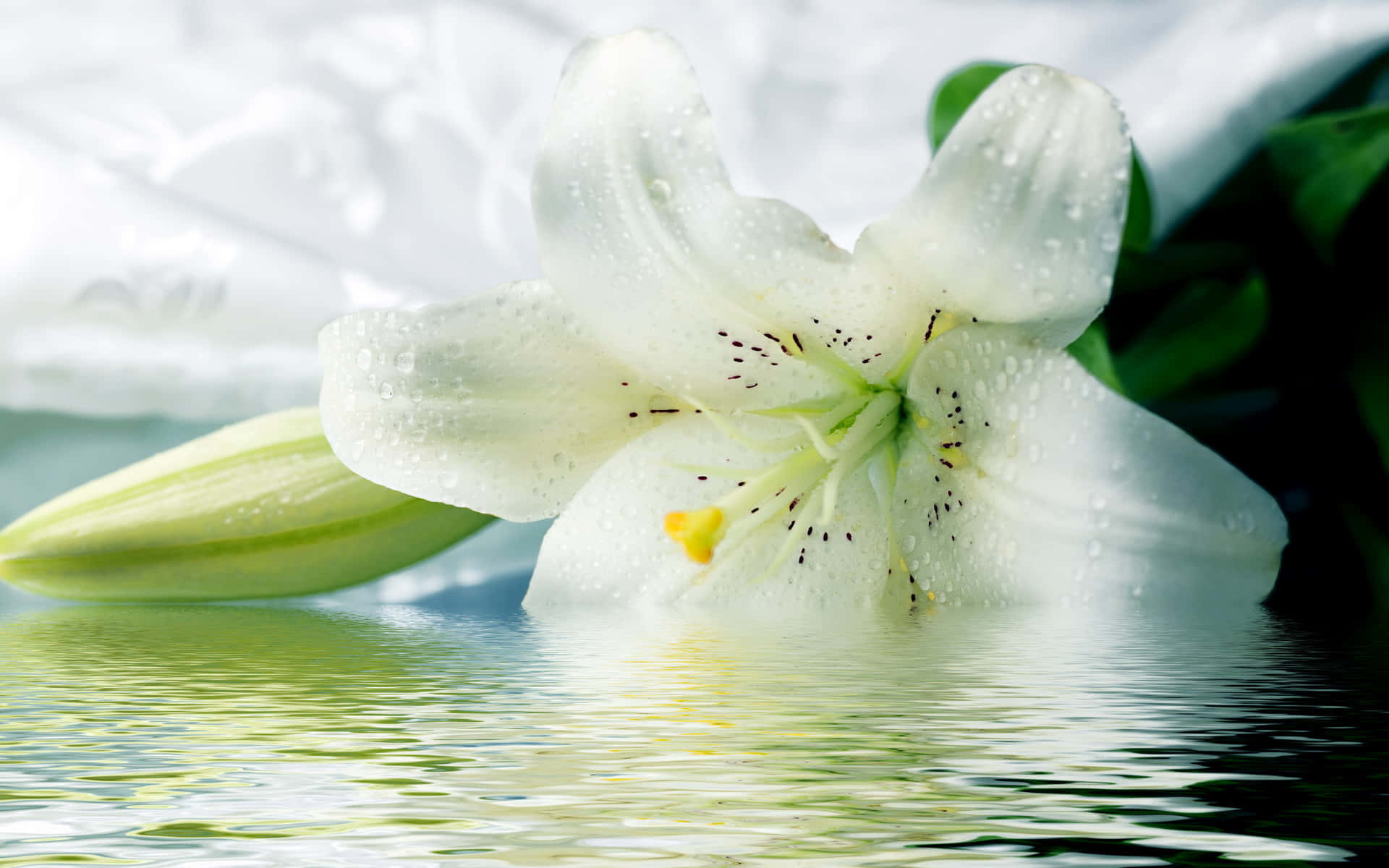 lily 桌布 壁紙 — 一朵純淨的白百合帶著露珠，輕輕漂浮在平靜的綠色水面上，映照出其精緻的花瓣和深色的雄蕊。