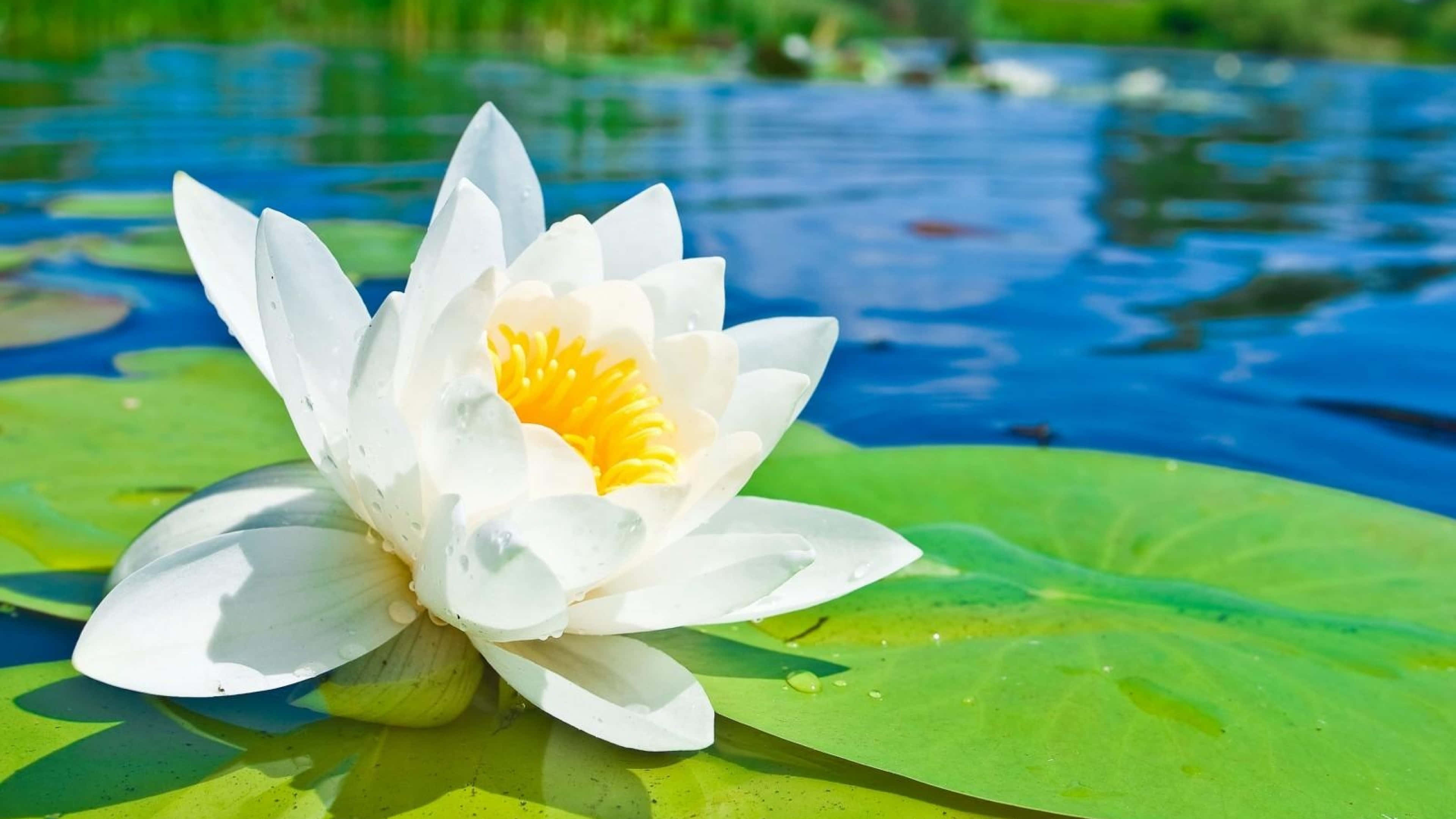 lily 桌布 壁紙 — 一朵純淨的白色睡蓮，帶有鮮豔的黃色中心，盛開在平靜藍色池塘中一片巨大的綠色睡蓮葉上。