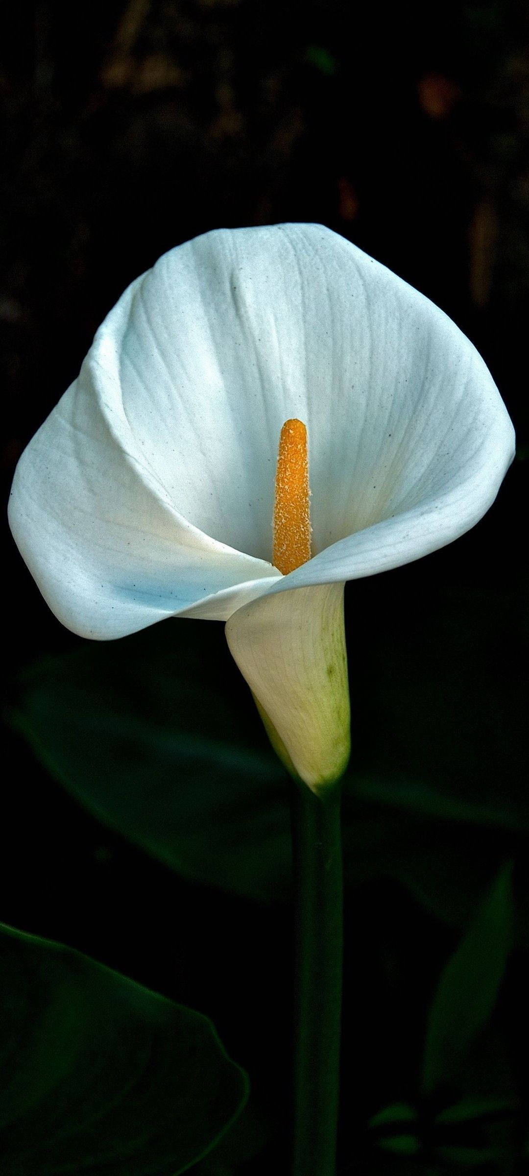 lily 桌布 壁紙 — 一朵純淨的白色馬蹄蓮，帶有鮮豔的橙色肉穗花序，在綠色葉子的深色模糊背景中脫穎而出。