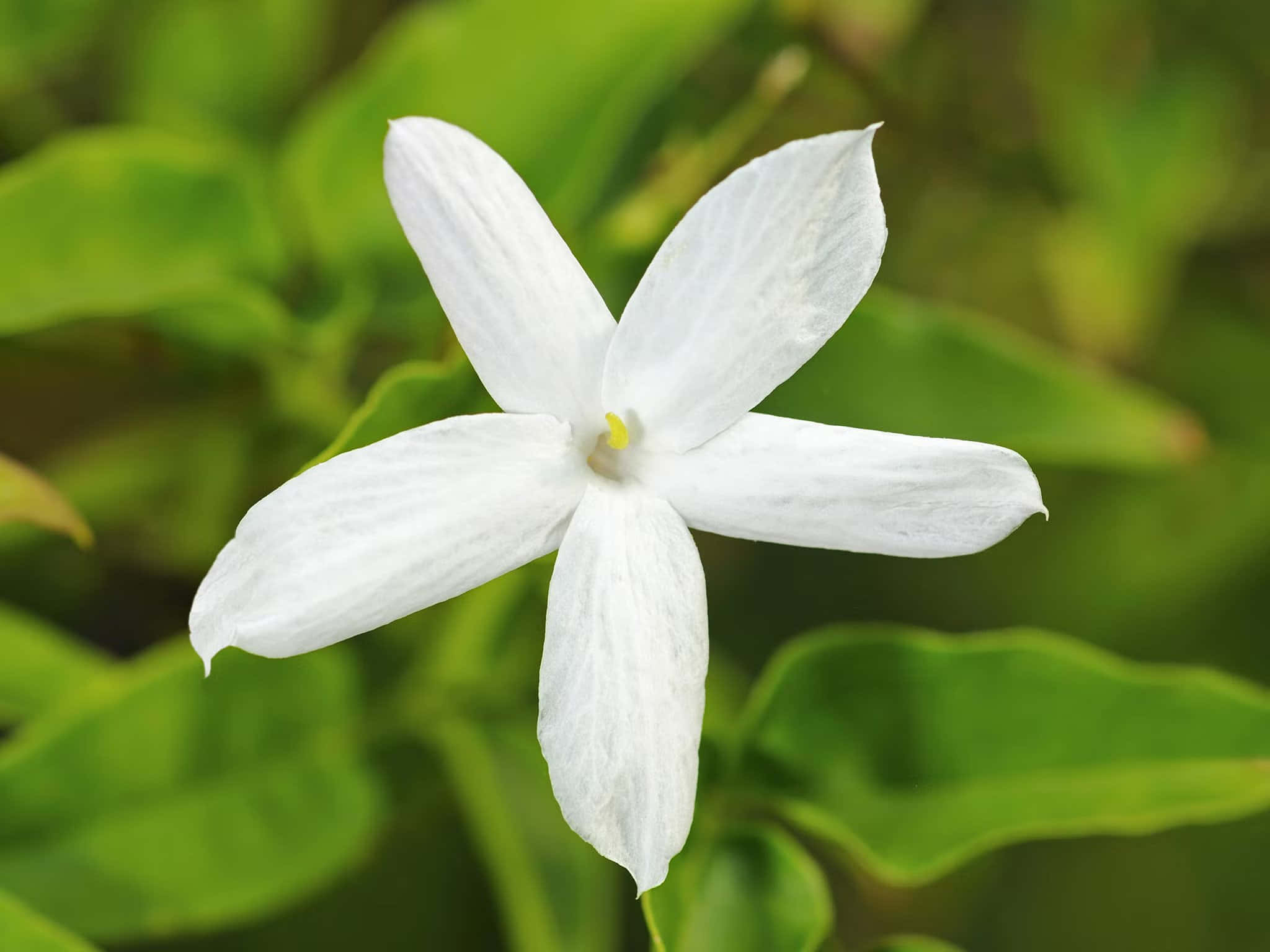 White Flower 桌布 壁紙 — 一朵純淨的白花，有五片精緻的花瓣，在柔和的綠色葉子背景中綻放。