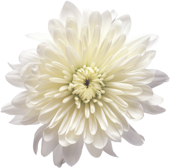 White Flower 桌布 壁紙 — 一朵純淨的白菊花，花瓣層層疊疊，花心精緻，在純黑背景上盛開。