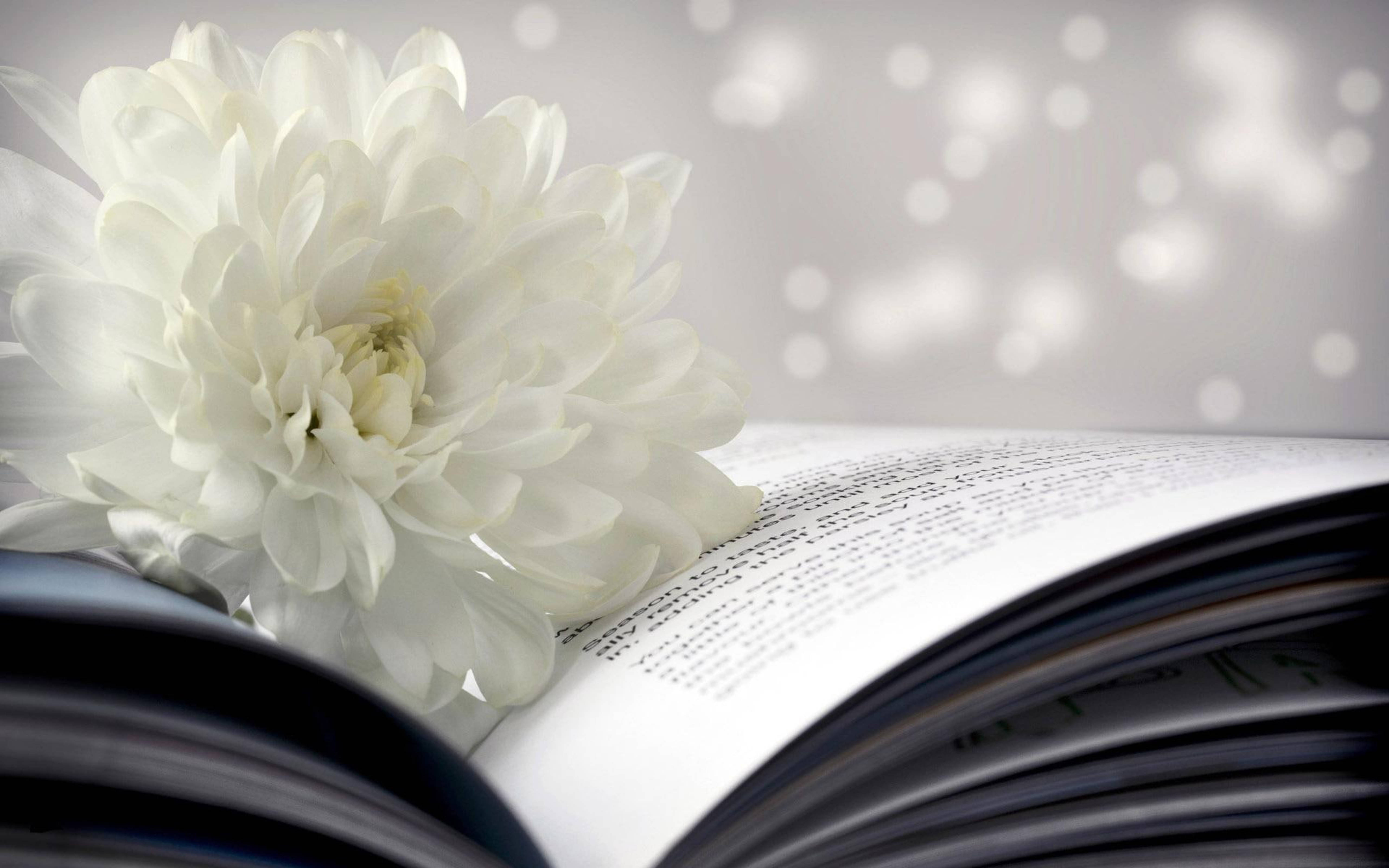 Chrysanthemum 桌布 壁紙 — 一朵純淨的白菊花輕輕地放在一本打開的書上，背景是柔和模糊的散景。