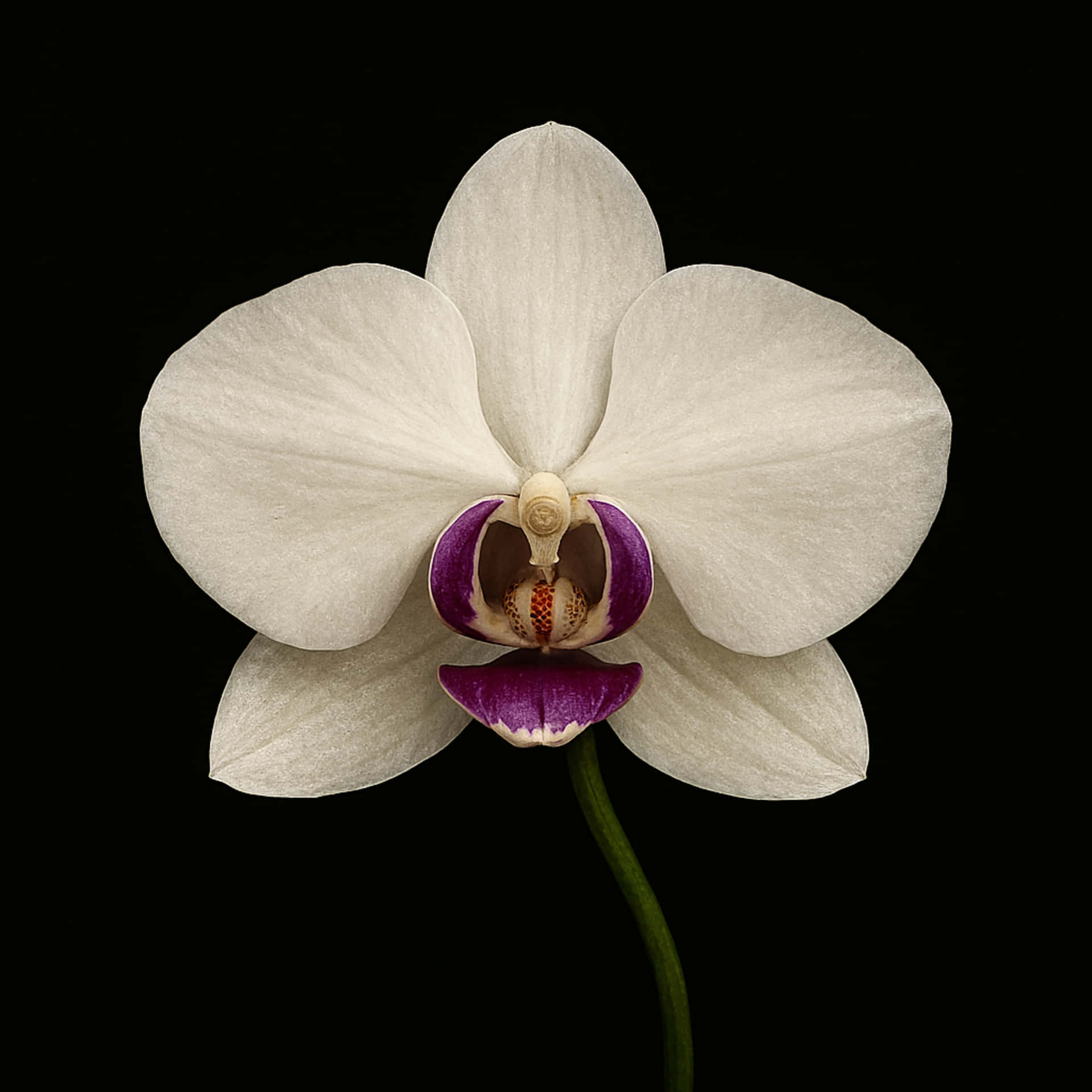 Orchid on black background 壁紙 — 一朵純淨的白蘭花，帶有鮮豔的紫色唇瓣和綠色莖，在純黑背景上盛開。