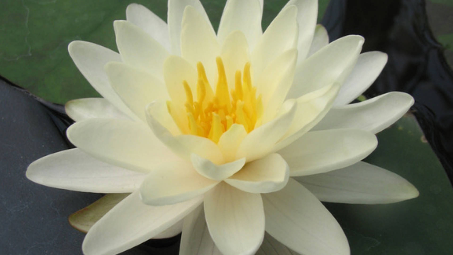 lily 桌布 壁紙 — 一朵純潔無瑕的白色睡蓮，帶有鮮豔的黃色花心，在深色水面上優雅綻放，周圍環繞著綠色睡蓮葉。