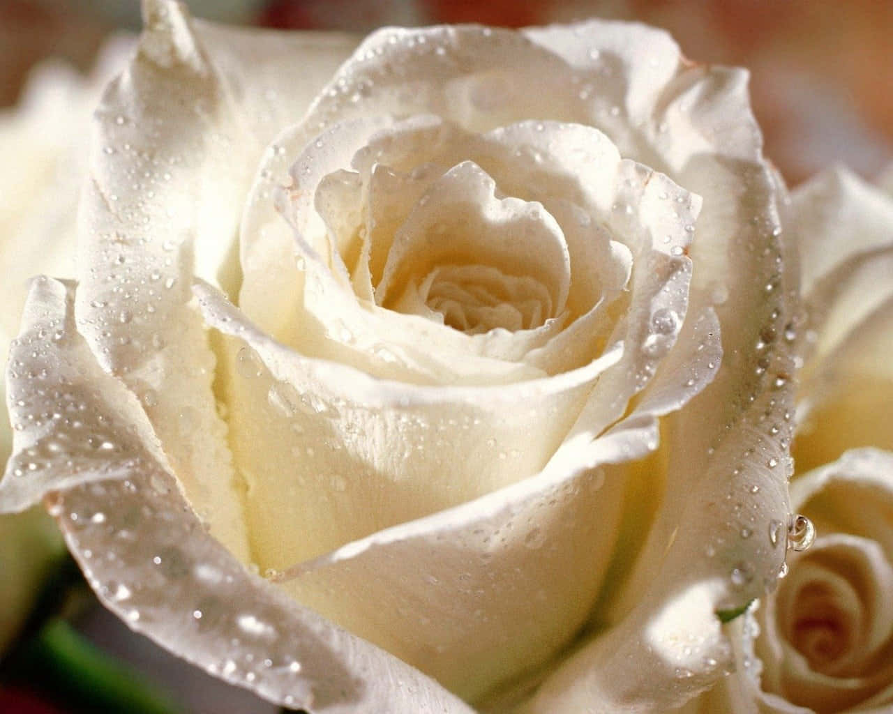 White Rose 桌布 壁紙 — 一朵純潔白玫瑰的特寫，其嬌嫩花瓣上閃爍著晶瑩的水珠。