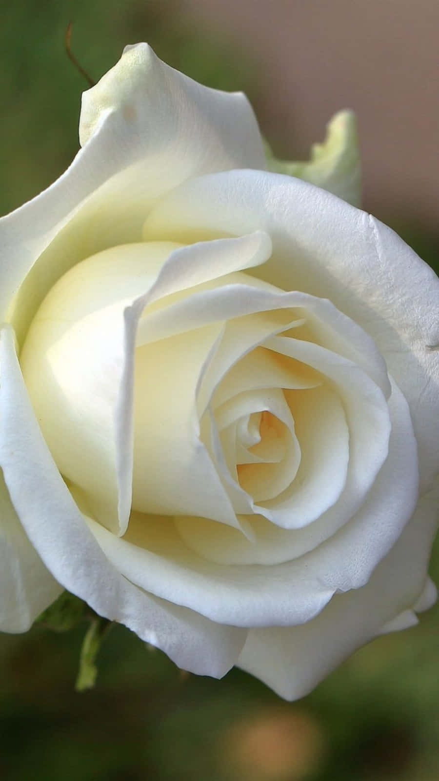 White Roses iPhone 桌布 壁紙 — 一朵純潔白玫瑰的特寫，細膩的花瓣在柔和的模糊綠色背景上展開。