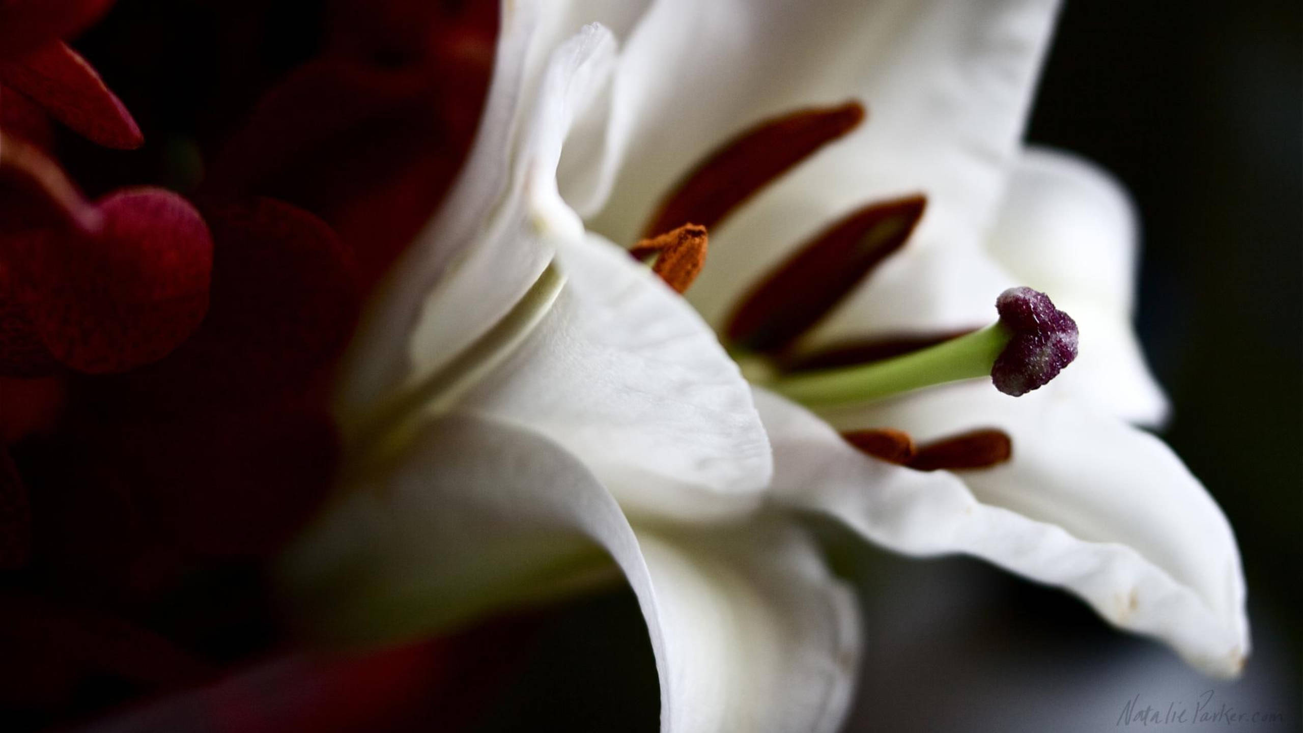lily 桌布 壁紙 — 一朵純潔白百合的特寫，背後有深紅色花瓣，柔焦效果，背景深色。
