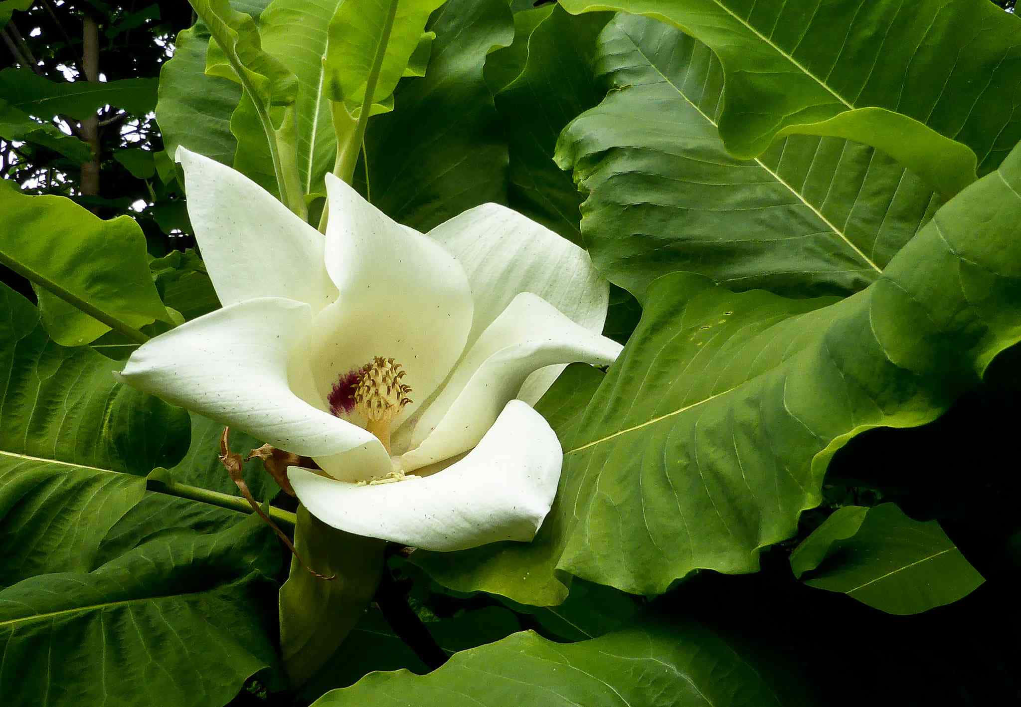 Magnolia 桌布 壁紙 — 一朵純潔的白木蘭花，帶有黃色花心，在斑駁的陽光下被大片光亮的綠葉環抱。