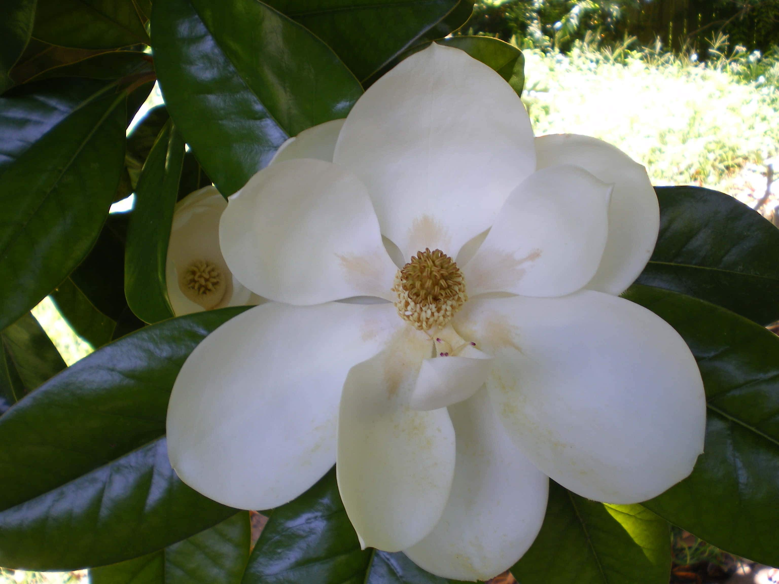Magnolia 桌布 壁紙 — 一朵純潔的白木蘭花，金色花心，被光亮的綠葉包圍，在明媚陽光下綻放。