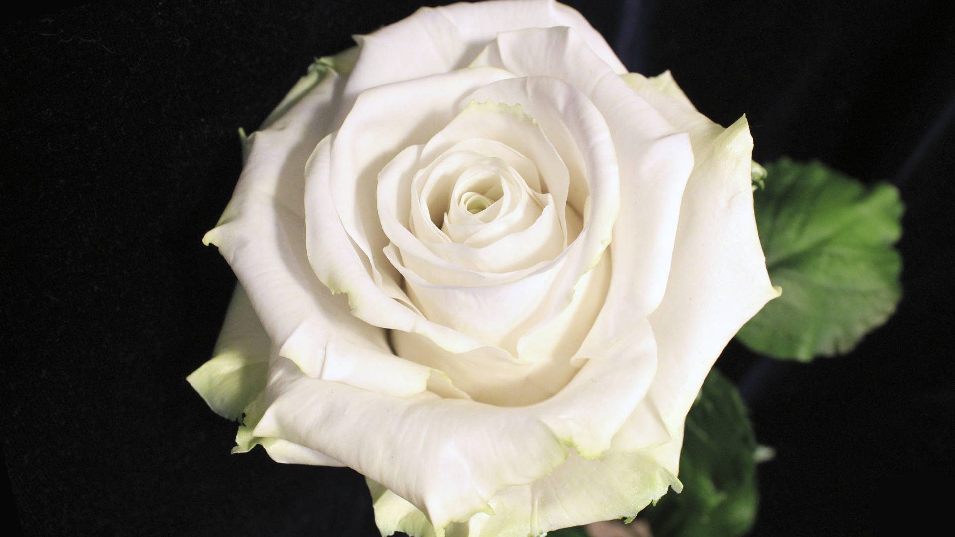 Rose Flower 桌布 壁紙 — 一朵純潔的白玫瑰，帶有精緻層層疊疊的花瓣和綠葉，在深黑色背景襯托下格外突出。