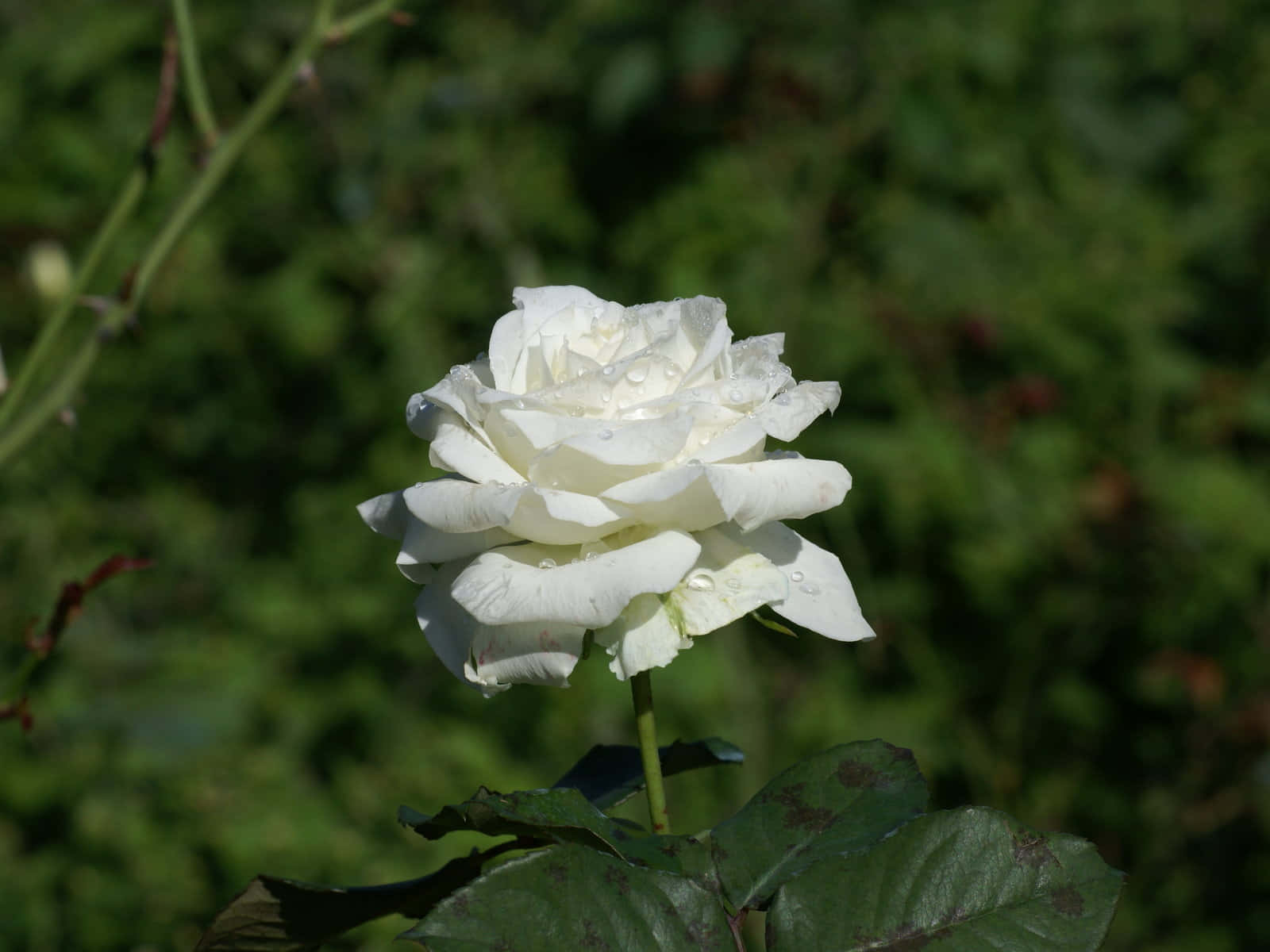 Roses 桌布 壁紙 — 一朵純潔的白玫瑰，帶有露珠，在柔和陽光下，以模糊的綠色花園背景為襯托閃閃發光。