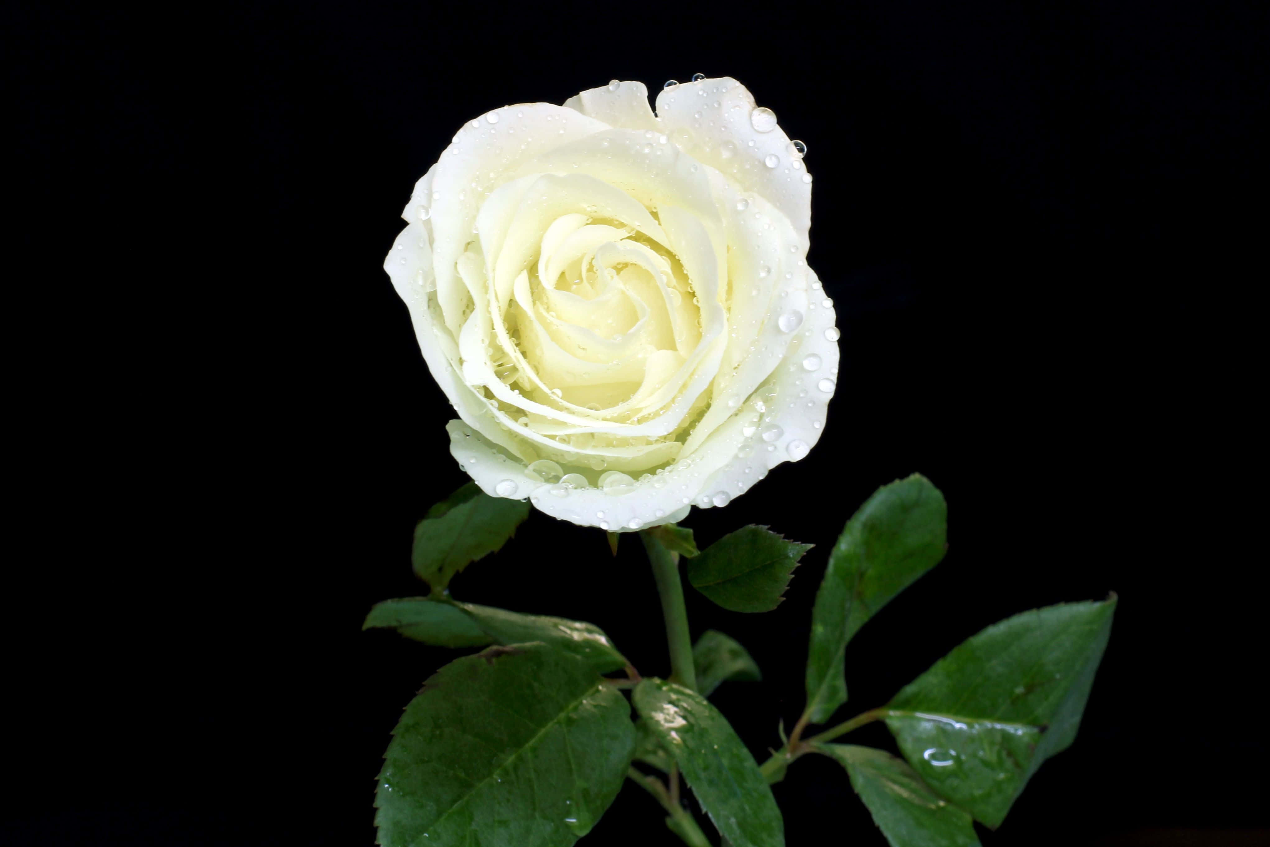 White Rose 桌布 壁紙 — 一朵純潔的白玫瑰，帶有露珠，在純黑背景下閃閃發光。