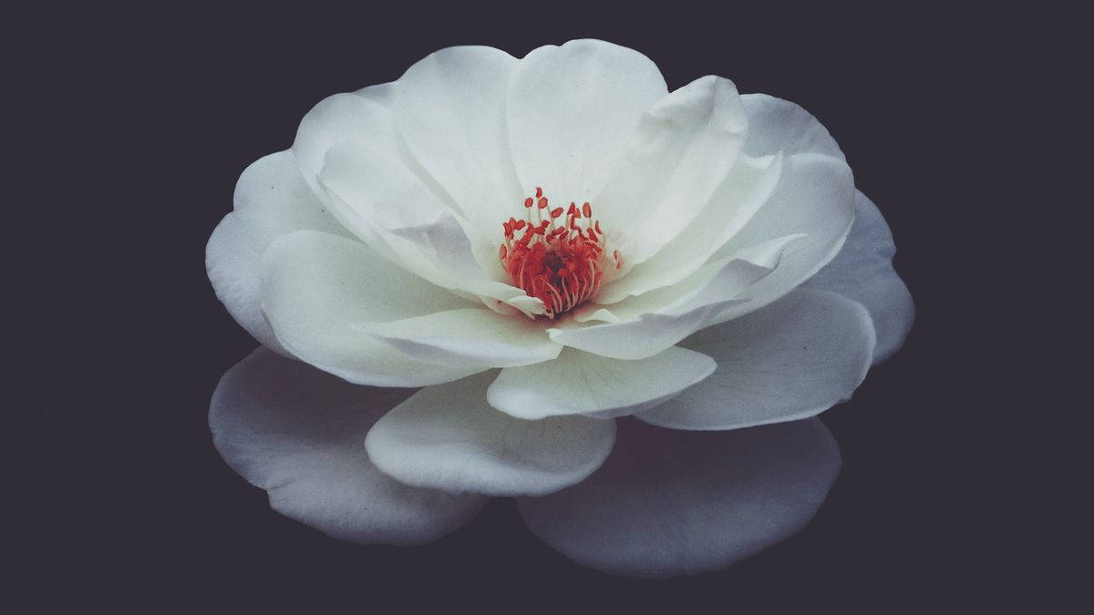 Camellia 桌布 壁紙 — 一朵純潔的白玫瑰，帶有鮮紅色的中心，放在深色反光表面上，營造出寧靜而優雅的構圖。