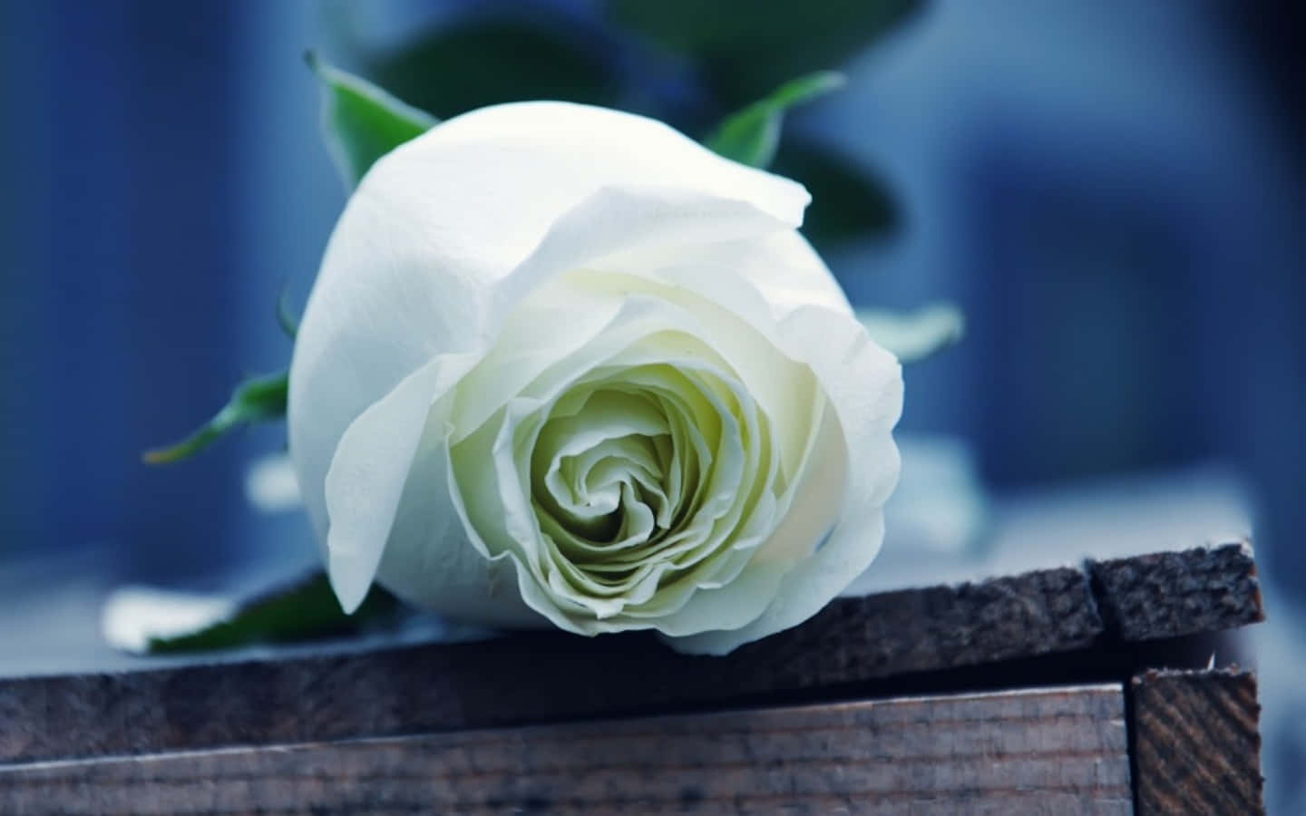 Roses 桌布 壁紙 — 一朵純潔的白玫瑰，花瓣細膩，輕輕地放在風化的木質表面上，背景是清涼的藍色模糊效果。