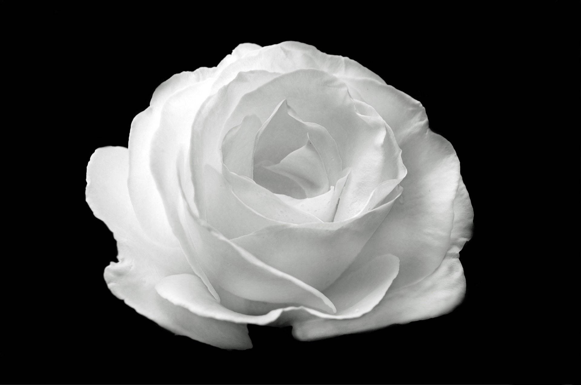 Rose Flower 桌布 壁紙 — 一朵純潔的白玫瑰以單色調在 stark 黑色背景上綻放，展現出精緻的花瓣層次和柔和陰影。