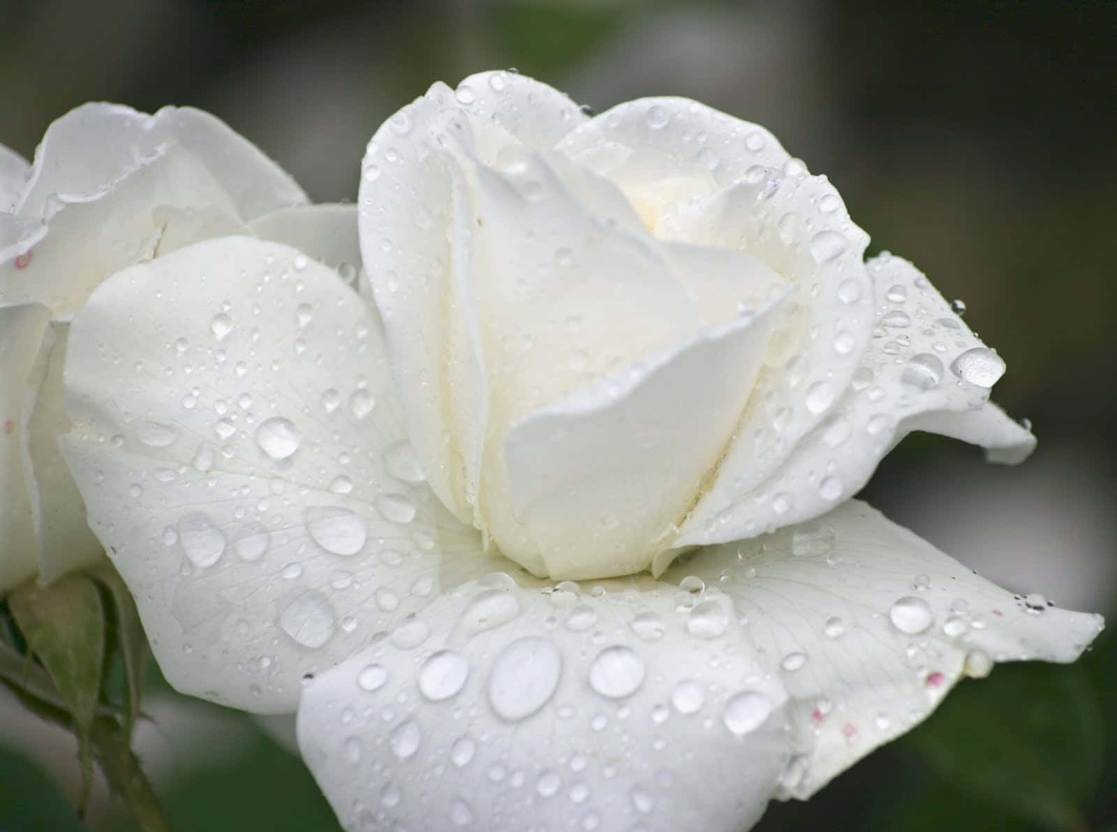 Roses 桌布 壁紙 — 一朵純潔的白玫瑰在柔和模糊的綠色背景下閃爍著露珠。
