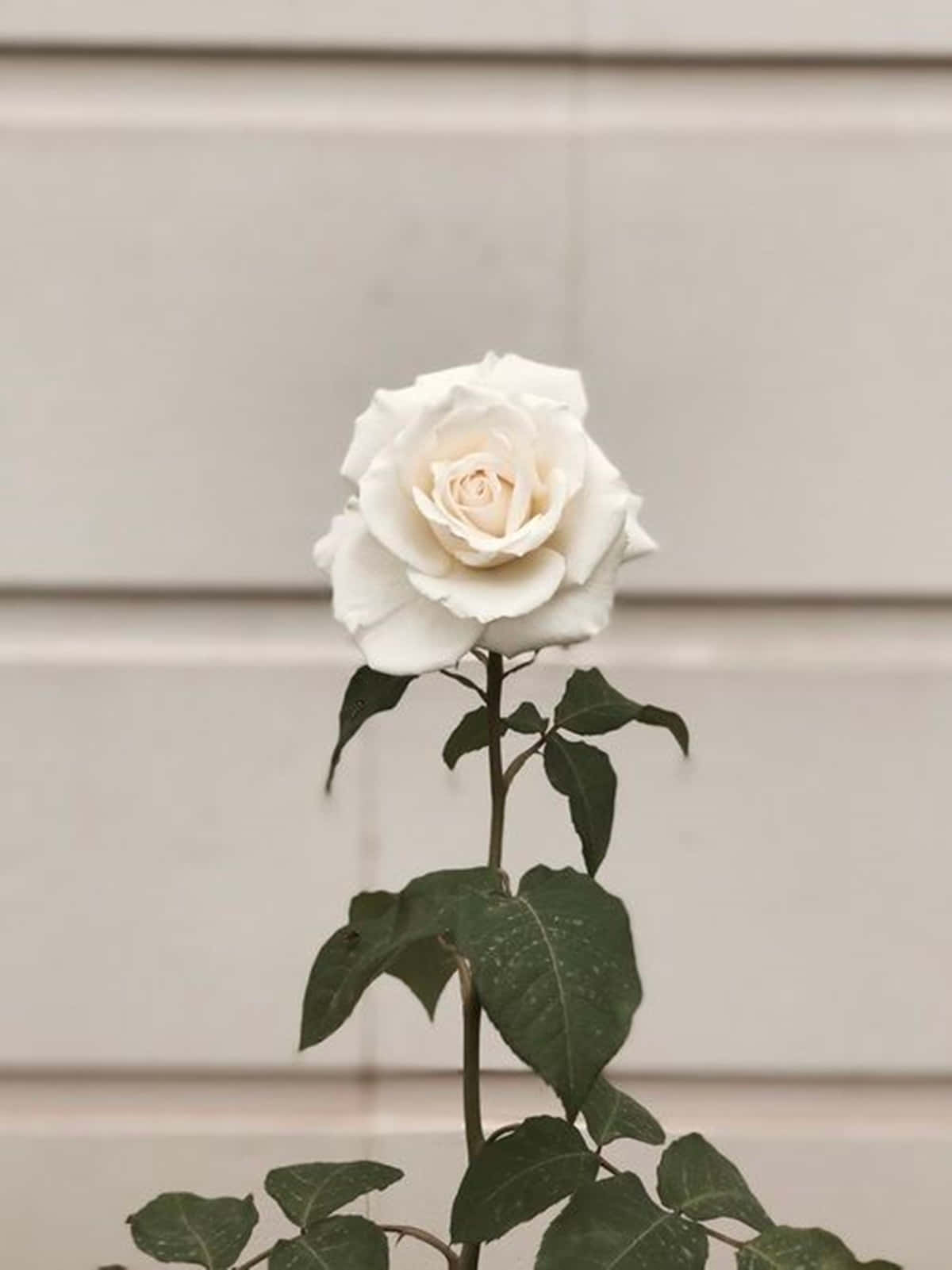 Flowers 桌布 壁紙 — 一朵純潔的白玫瑰在柔和的米色牆壁上優雅綻放，伴隨著茂盛的綠葉。