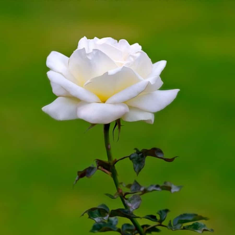 Roses 桌布 壁紙 — 一朵純潔的白玫瑰在柔和的綠色模糊背景中優雅綻放。