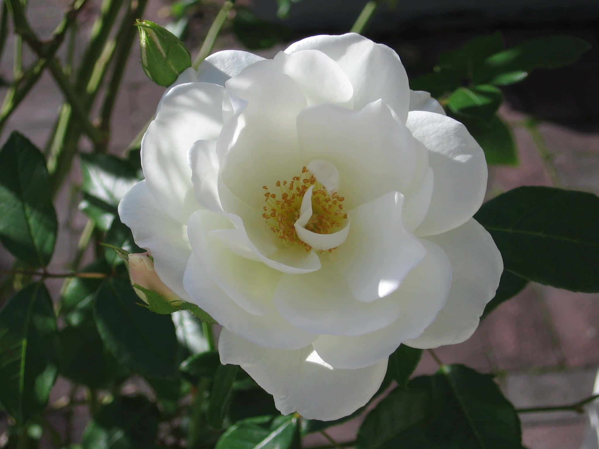 Roses 桌布 壁紙 — 一朵純潔的白玫瑰在柔和的陽光下綻放，帶有精緻的黃色雄蕊，周圍環繞著茂盛的綠葉。