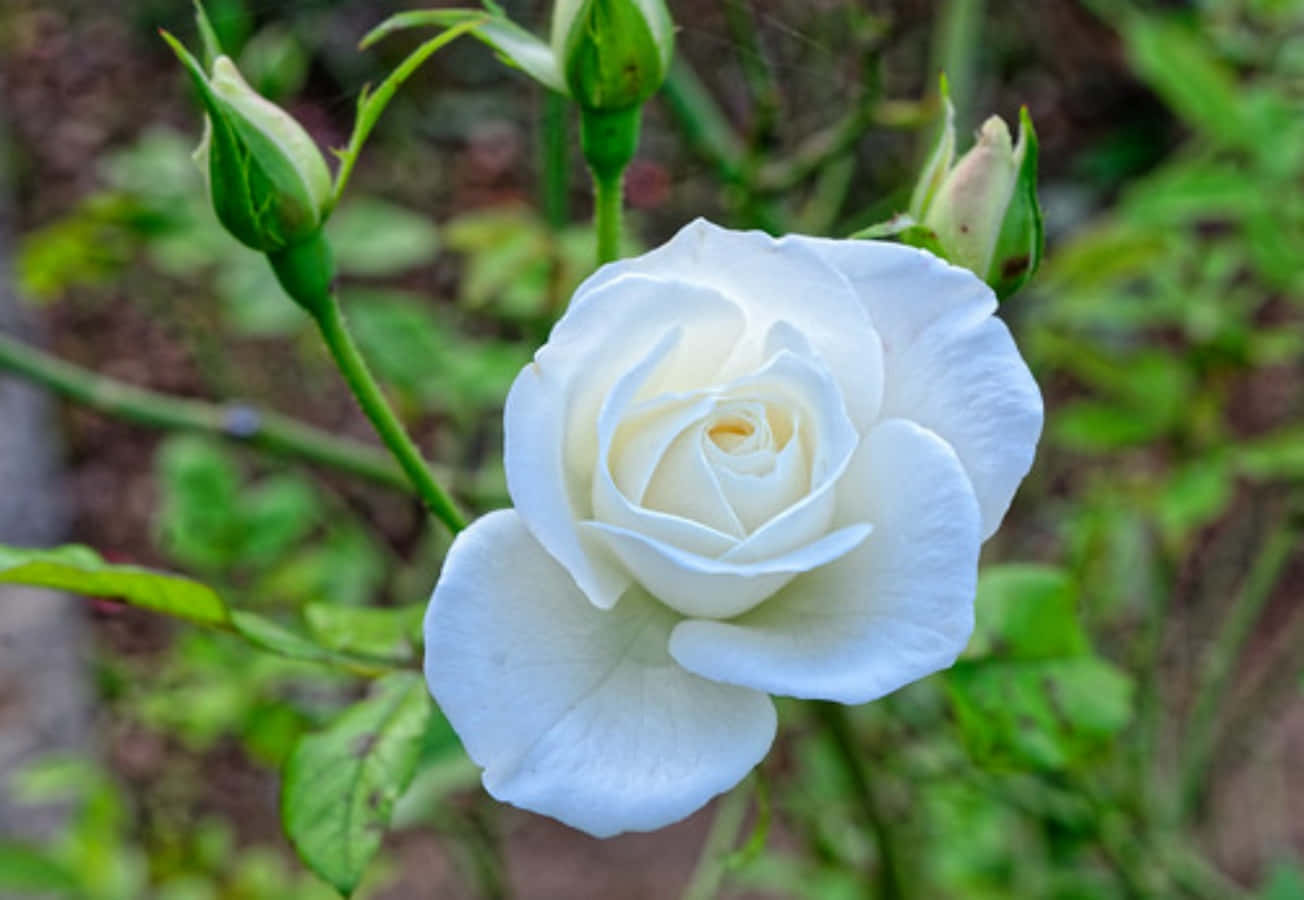 Roses 桌布 壁紙 — 一朵純潔的白玫瑰在模糊的綠色花園背景中，伴隨著萌芽的莖幹，柔軟地綻放。